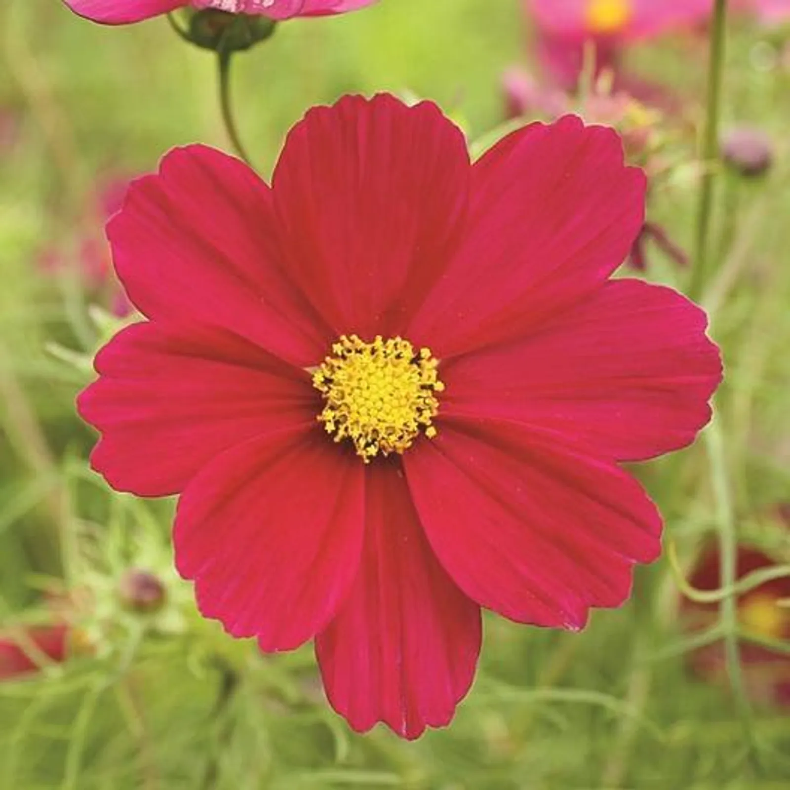 Dazzler Red Cosmos