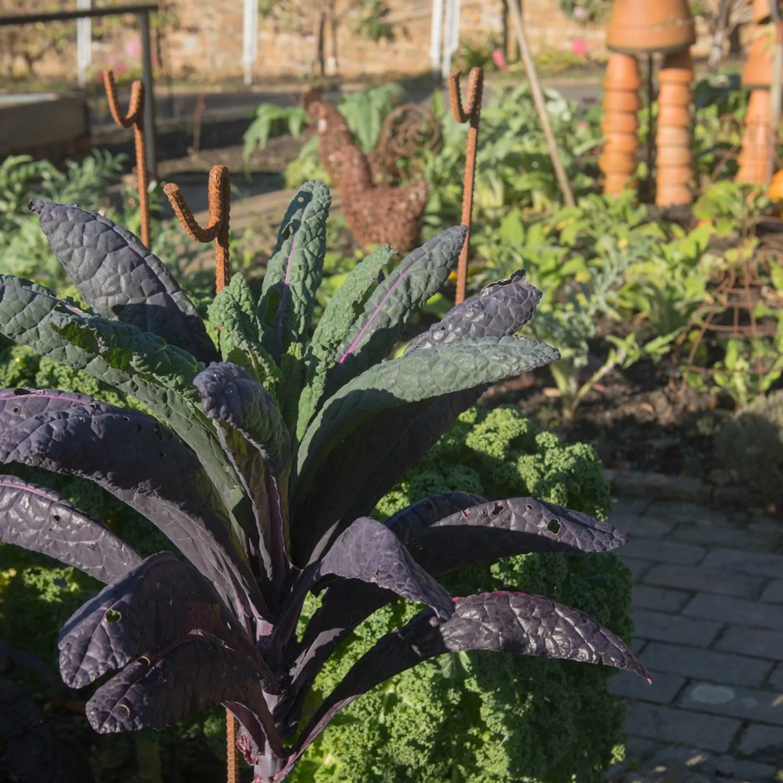 Dazzling Blue Kale