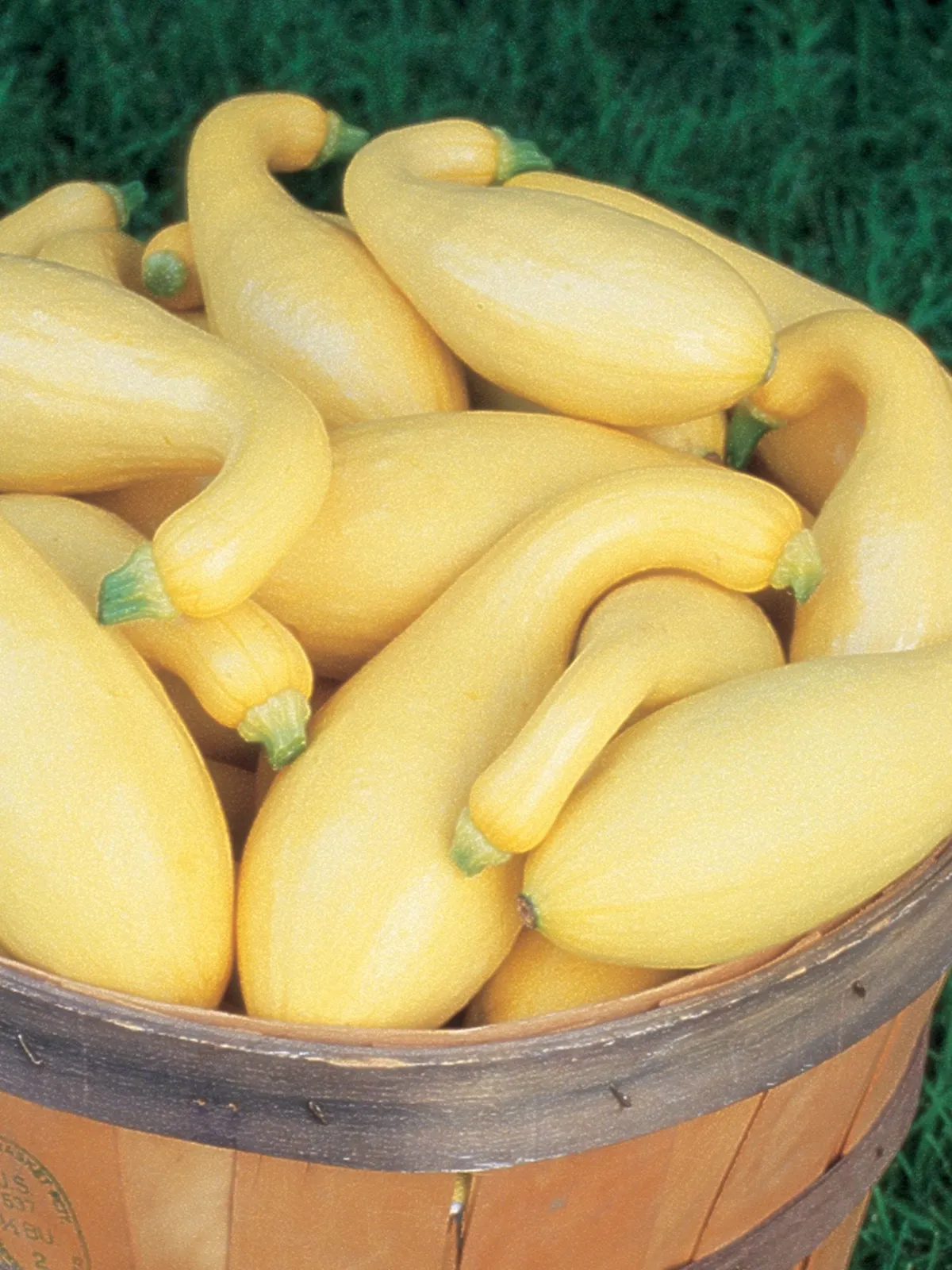 Summer, Pic-N-Pic Hybrid Squash