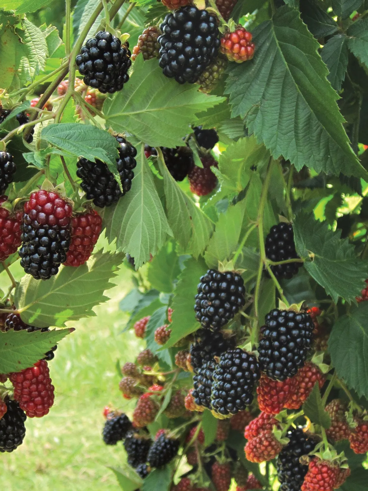 Prime-Ark Traveler Blackberries