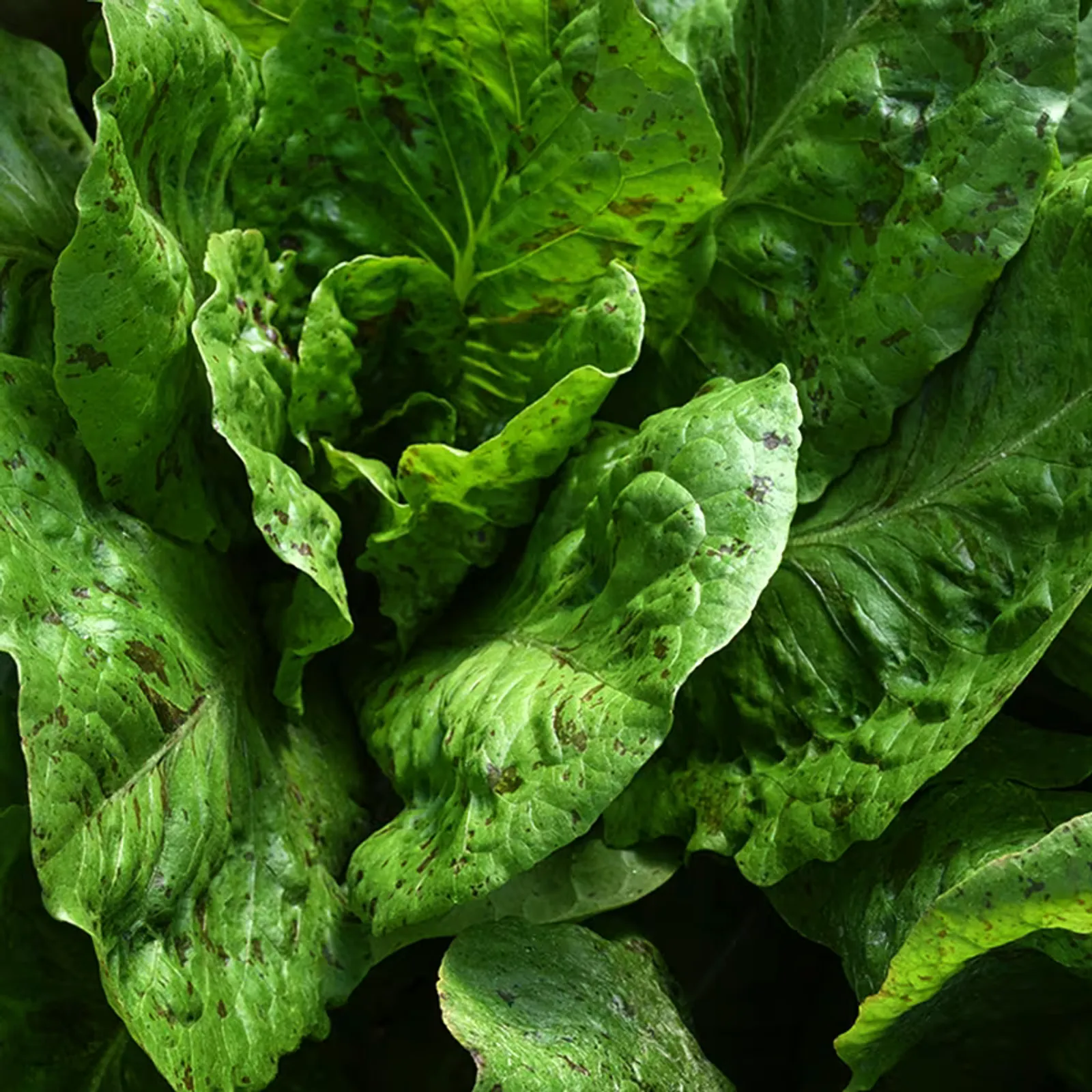 De Russie Lettuce