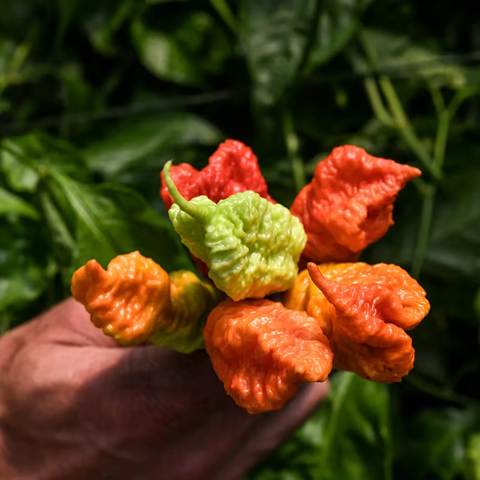 Death Spiral Peppers