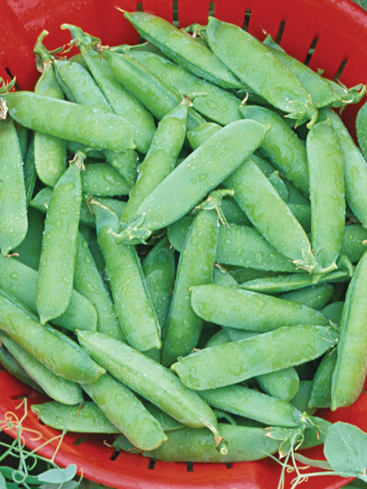 Wando Peas