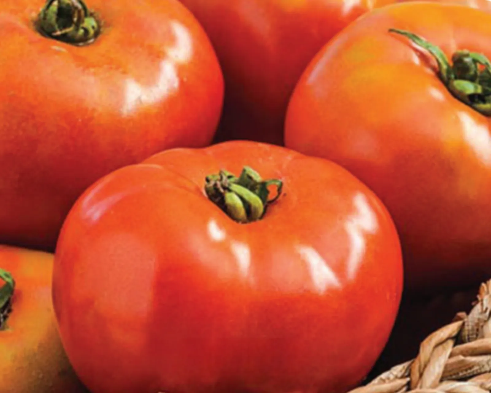 Defiant Hybrid Slicing Tomatoes