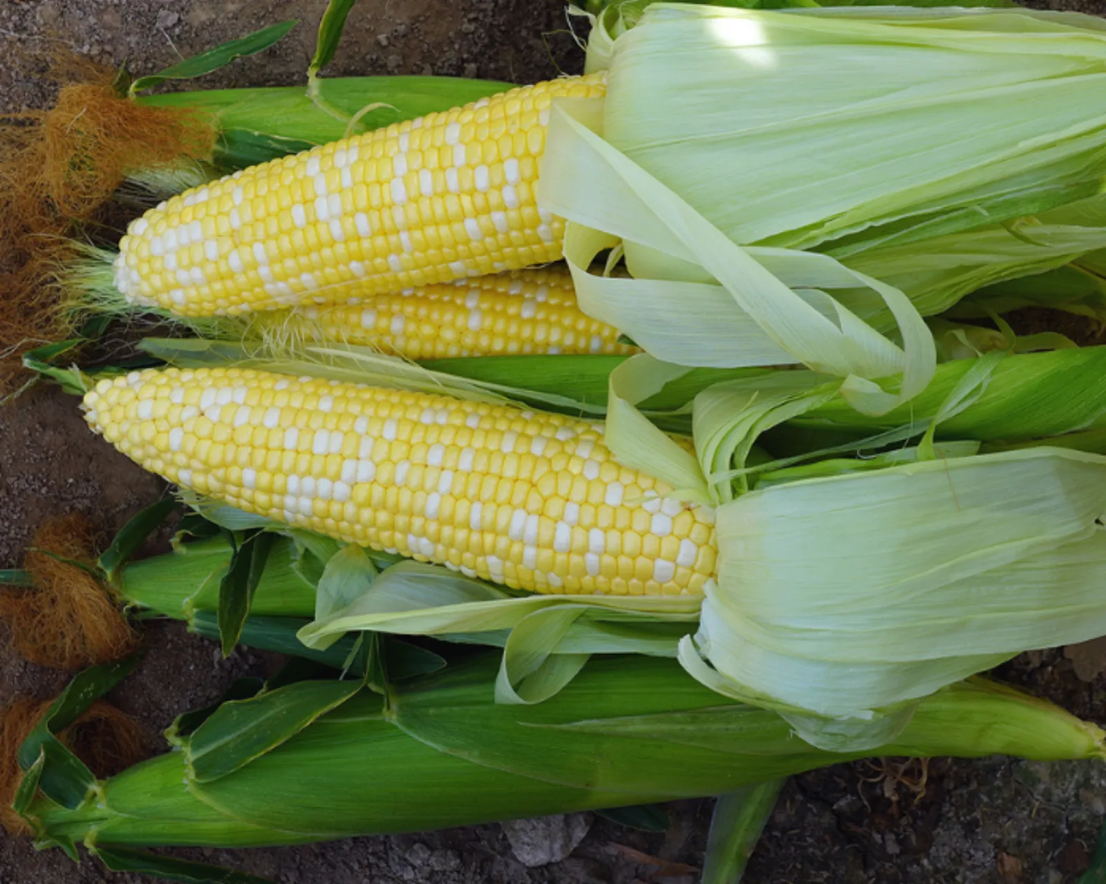 Delectable RM (Bicolor Se+) Corn