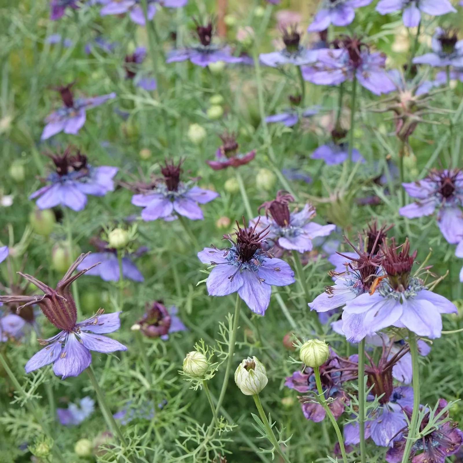 Delft Blue Love-In-A-Mist