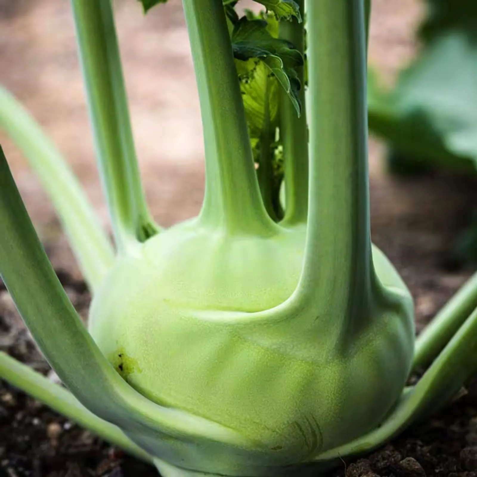 Delicacy White Kohlrabi