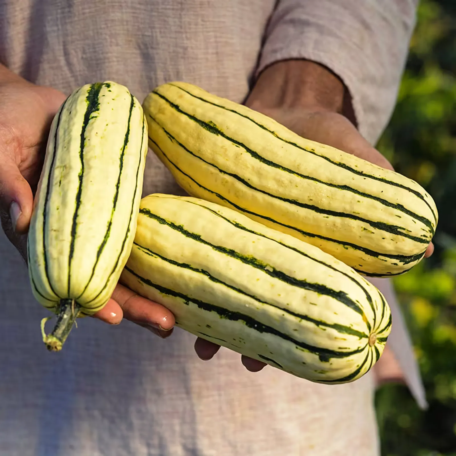 Delicata Squash