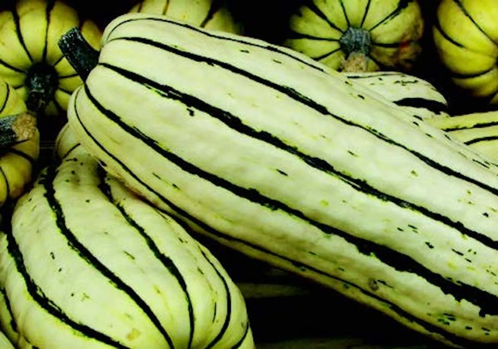 Delicata or Sweet Potato Squash