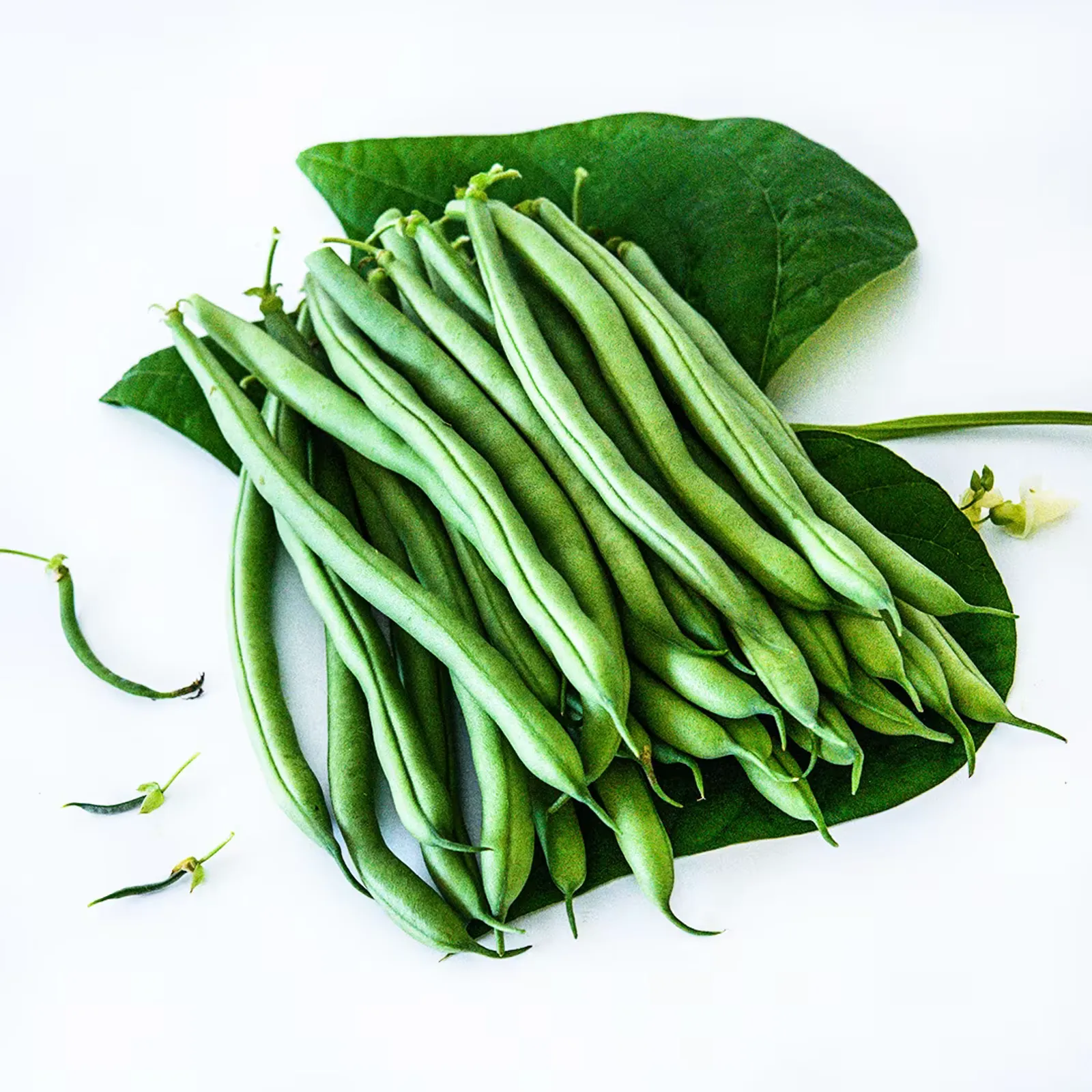 Derby Beans