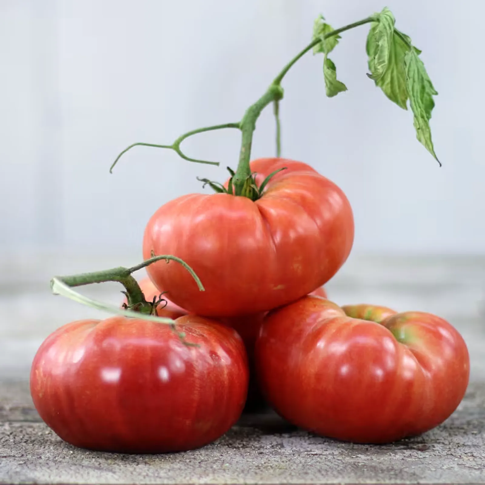 Dester Tomatoes