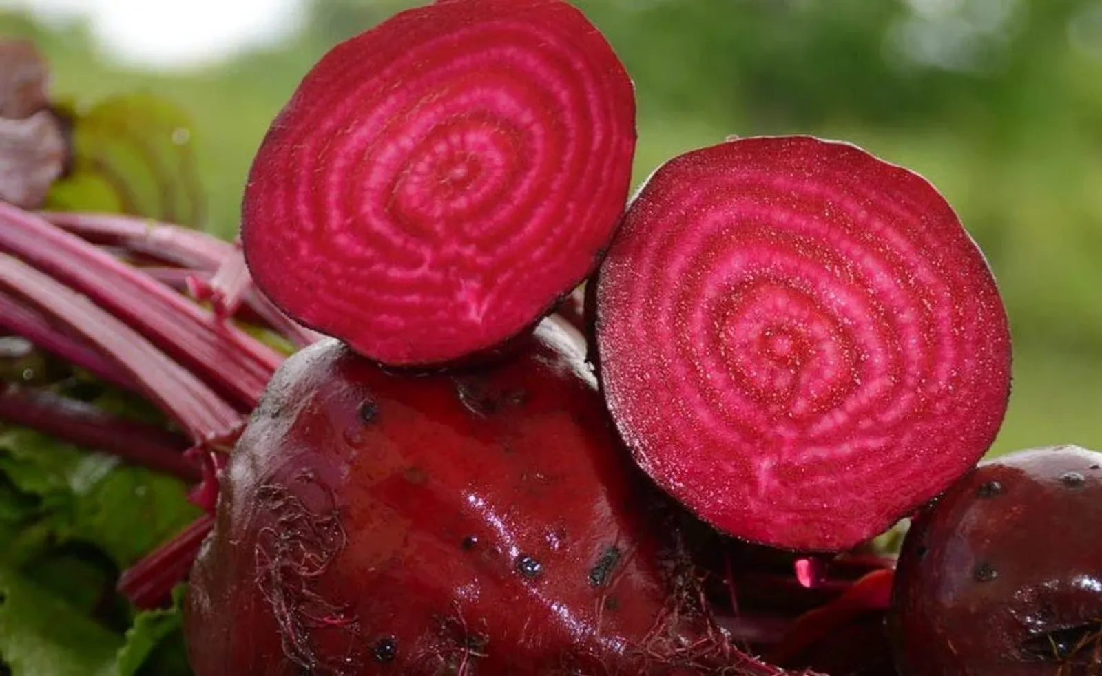 Detroit Dark Red Medium Top Beets