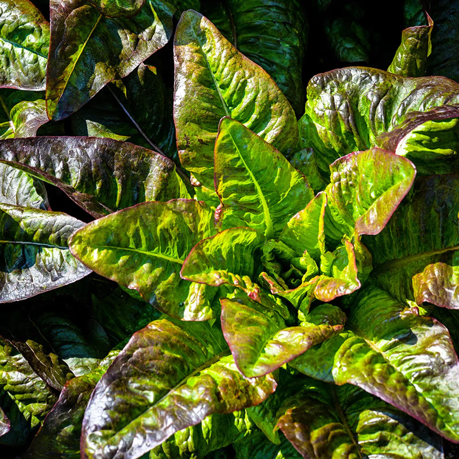 Devil's Ear Lettuce