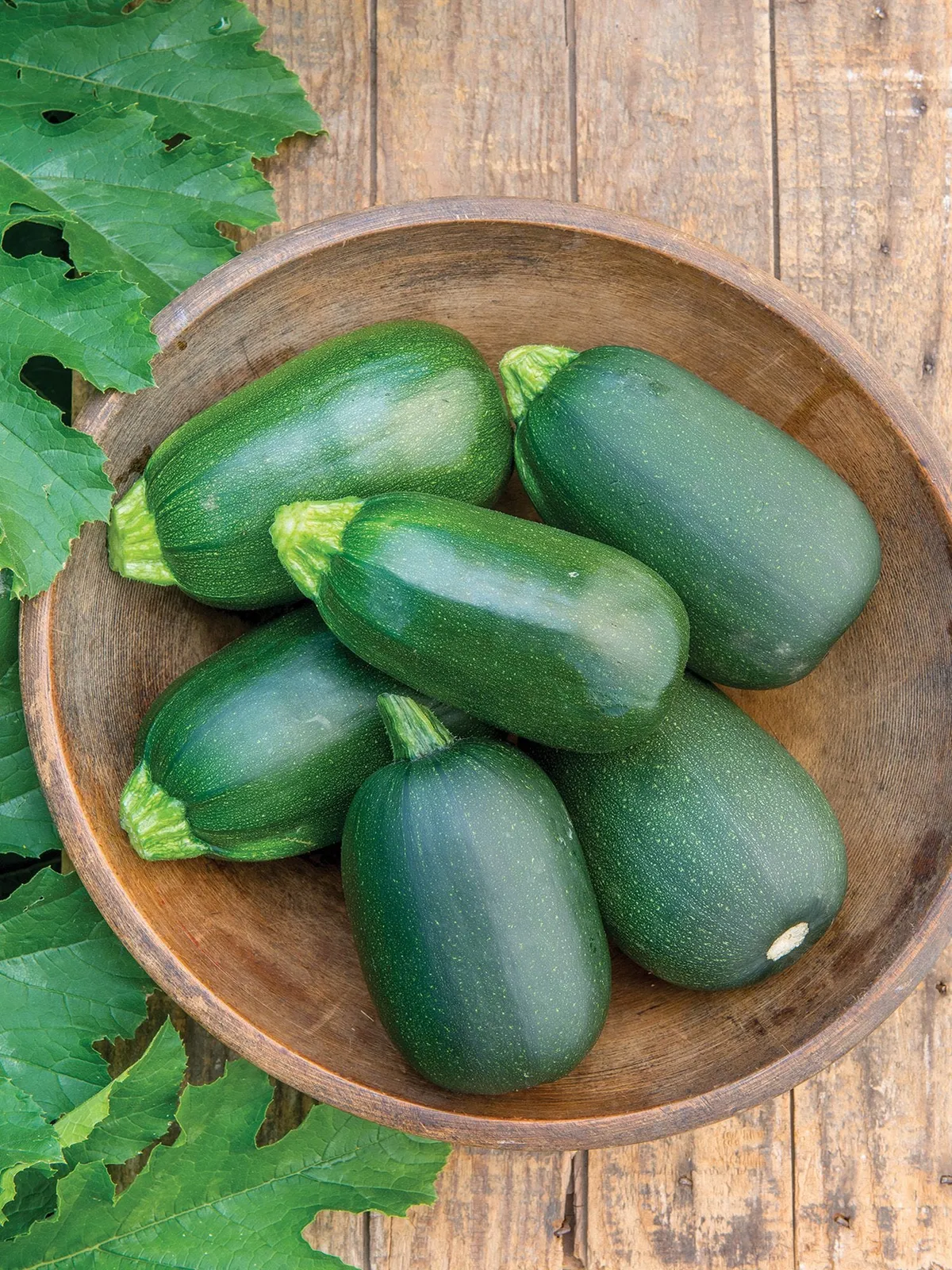 Summer, Green Eggs Hybrid Squash