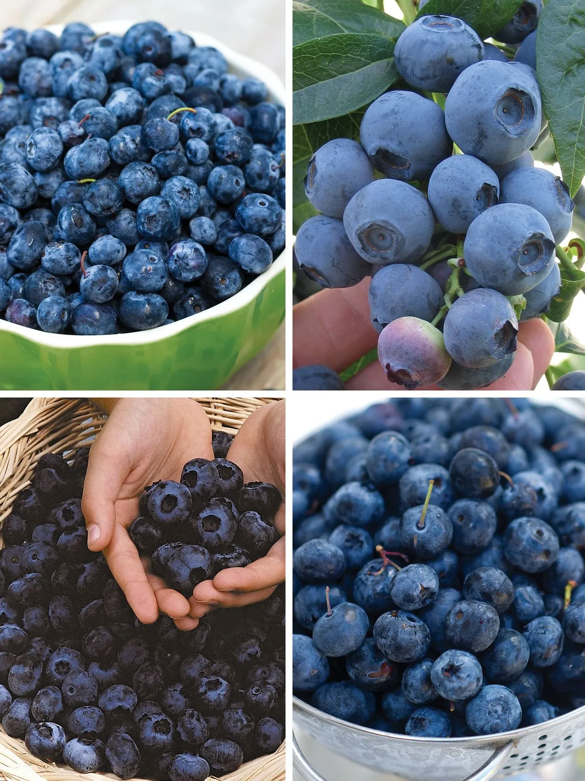 Favorite Collection Blueberries