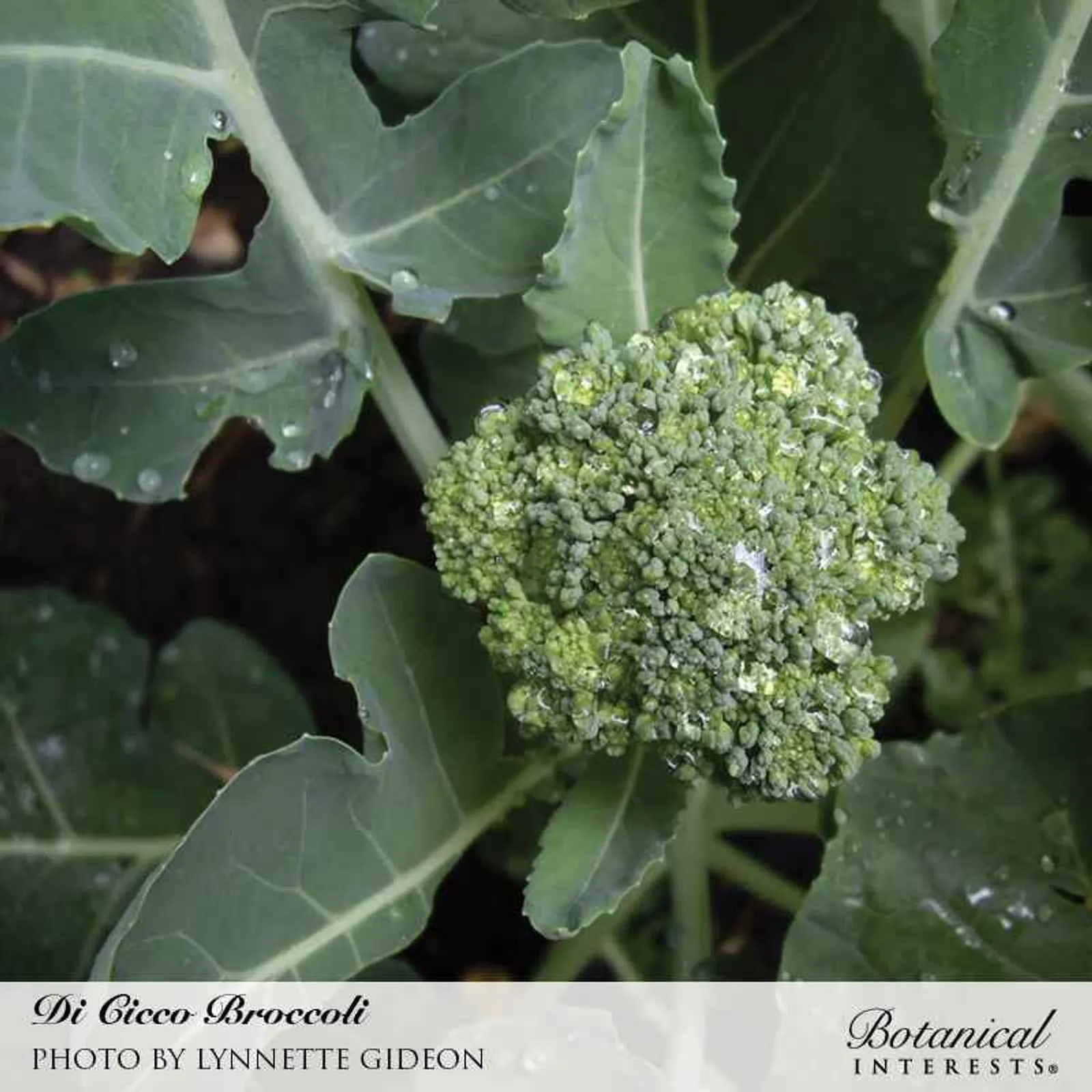 De Cicco Broccoli