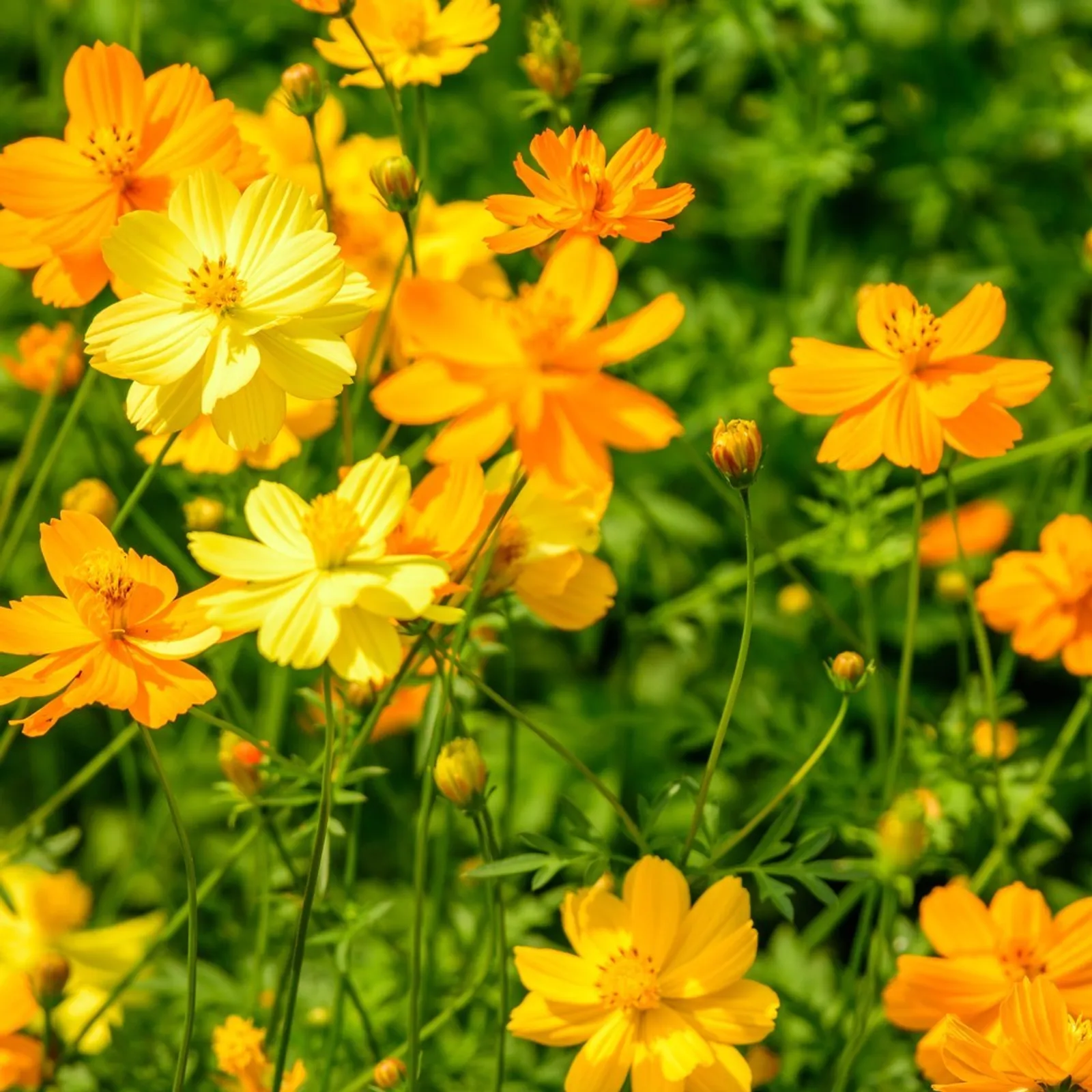 Diablo Cosmos