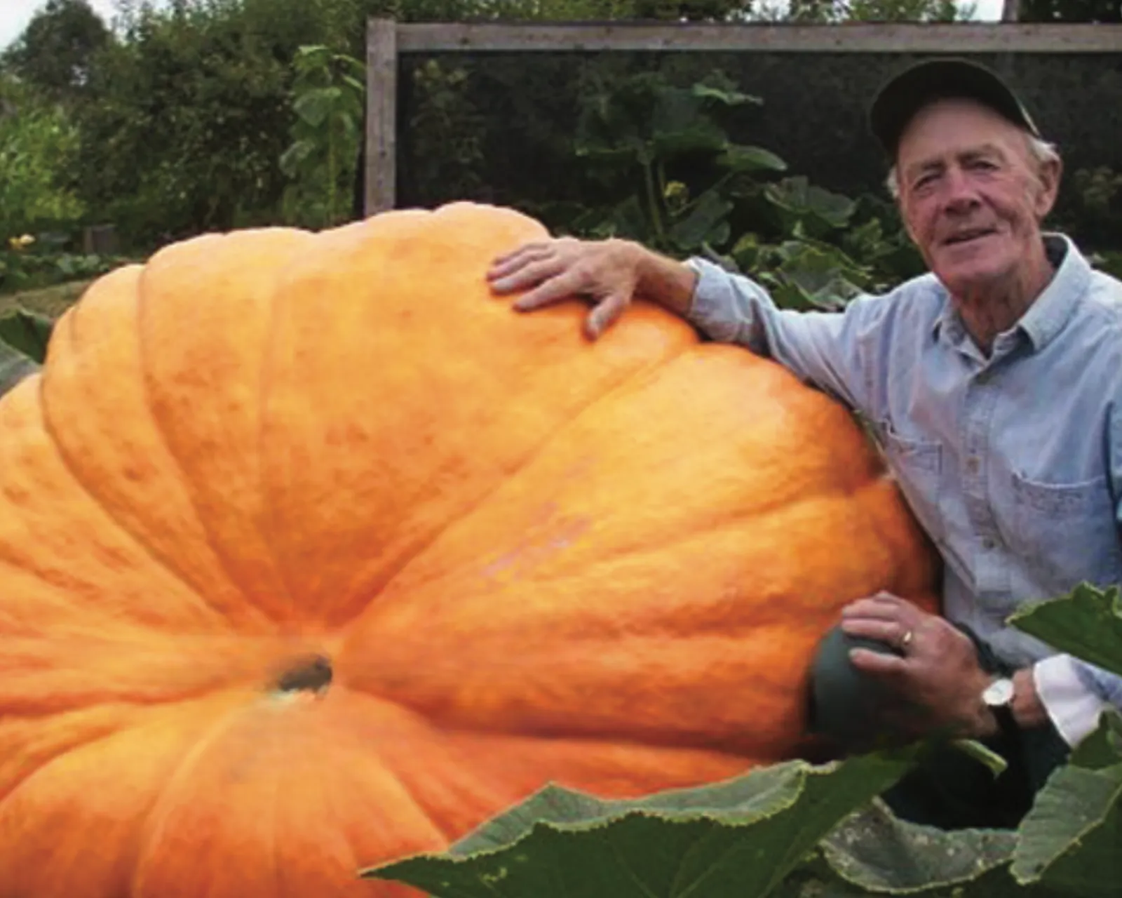 Atlantic Giant Pumpkin