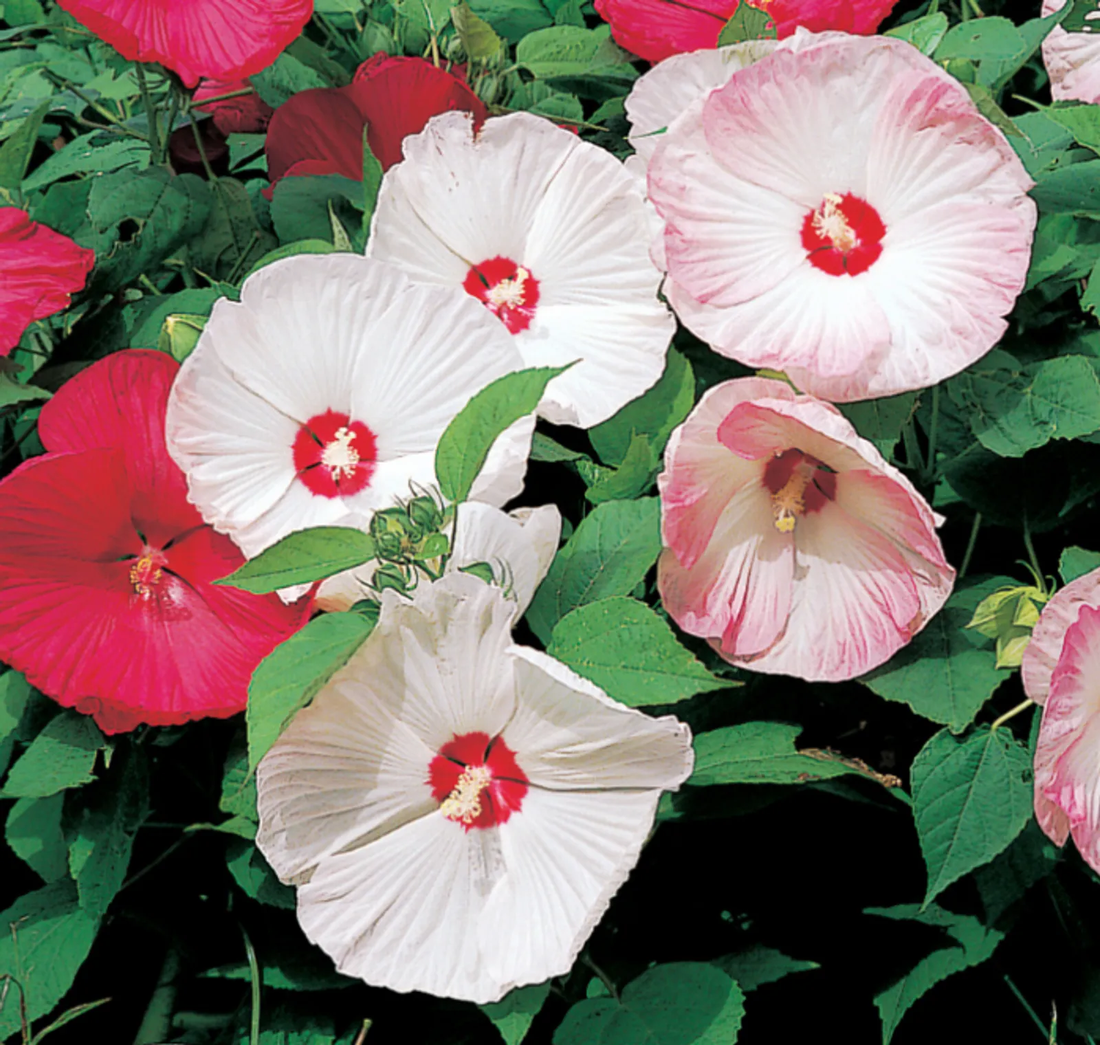 Disco Belle Hybrid Mix Hibiscus