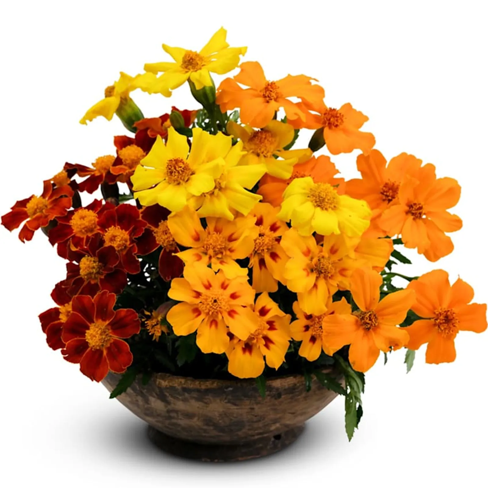 Disco Mix Marigold