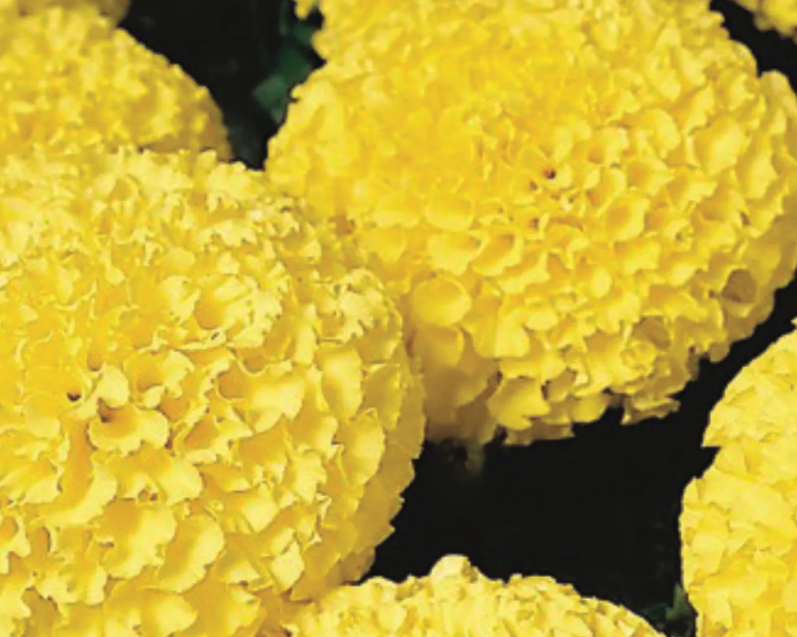 Discovery Yellow Marigold