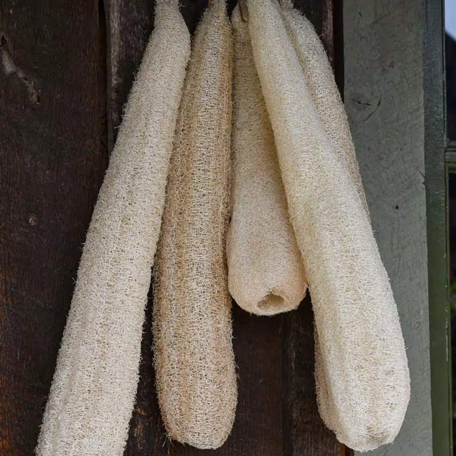 Dishcloth (Edible Luffa) Gourds