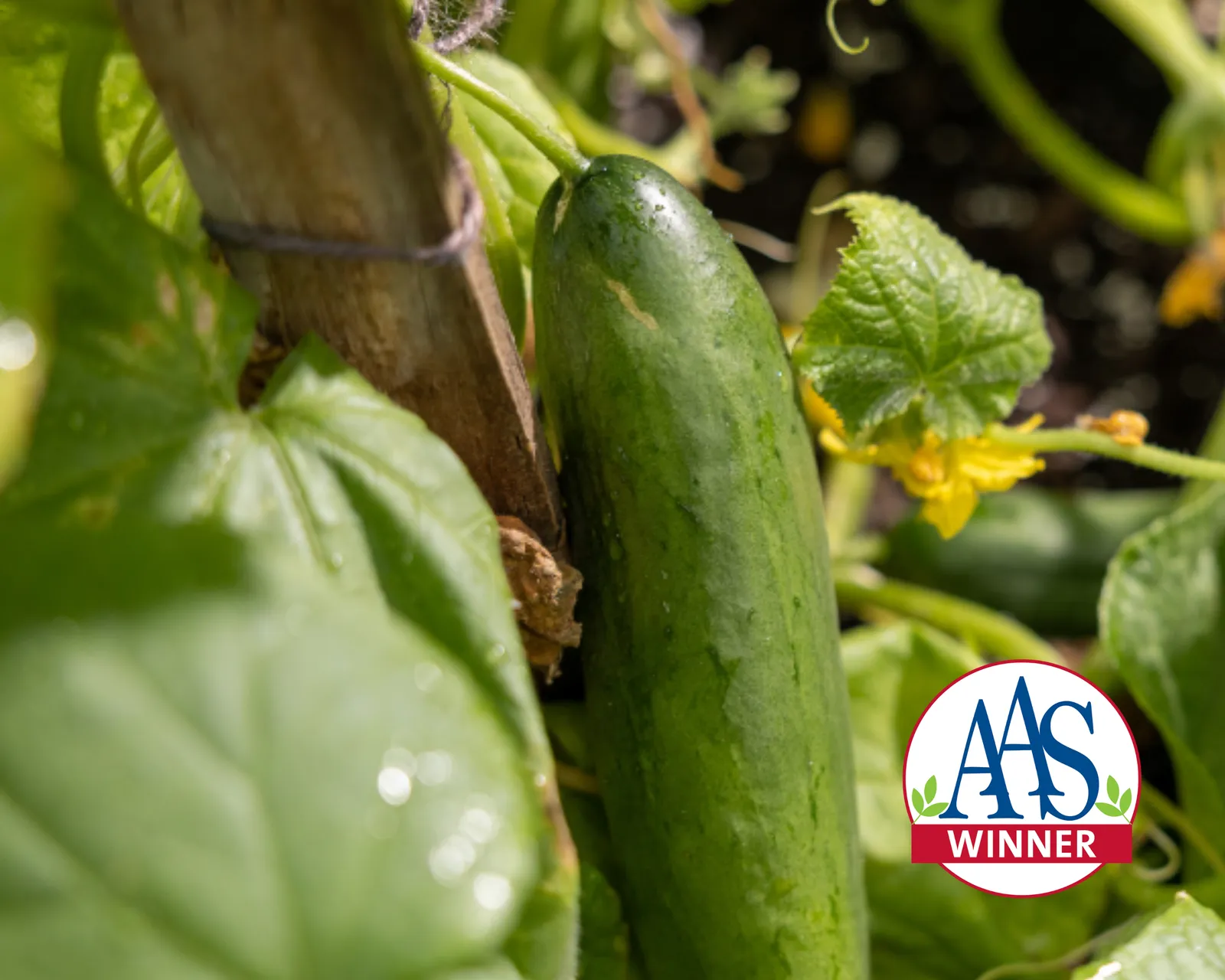 Diva Cucumbers