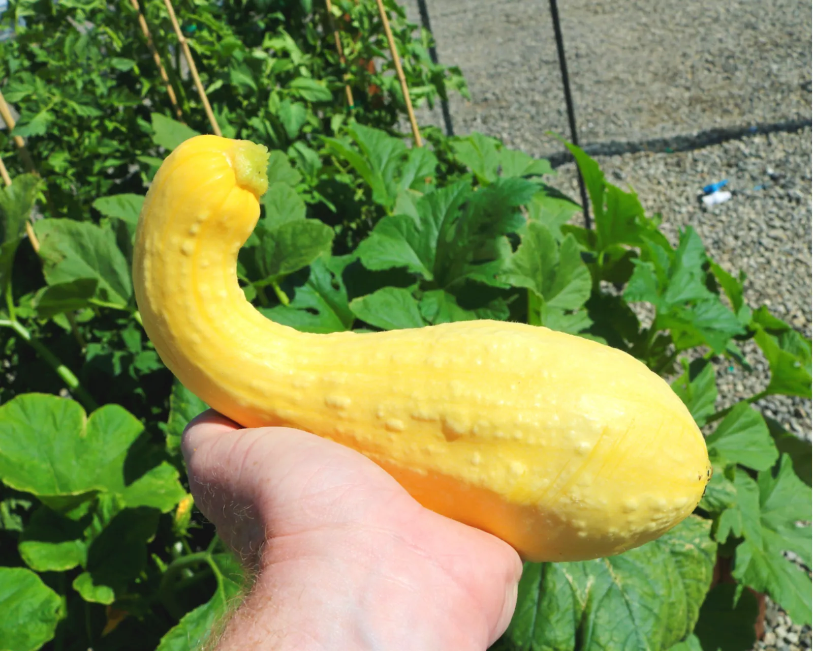 Dixie Yellow Crookneck Squash