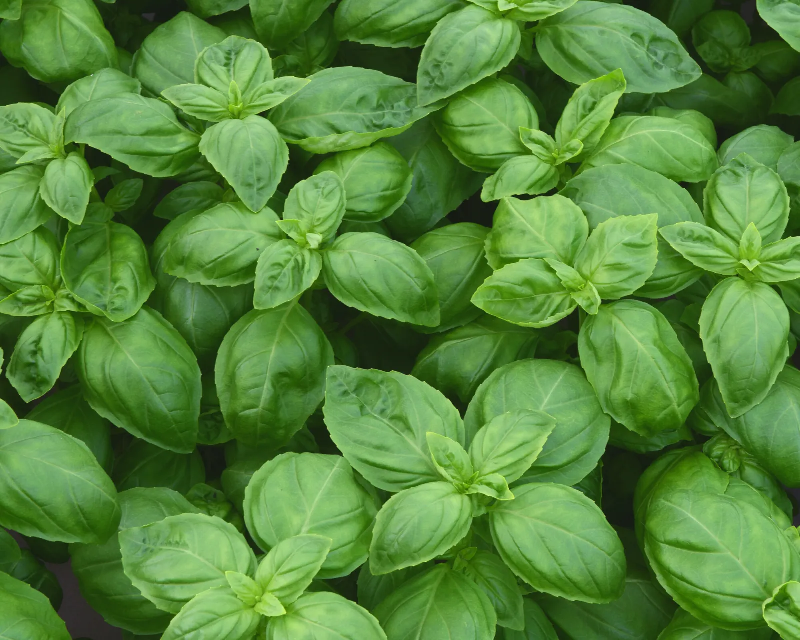 Dolce Fresca Basil
