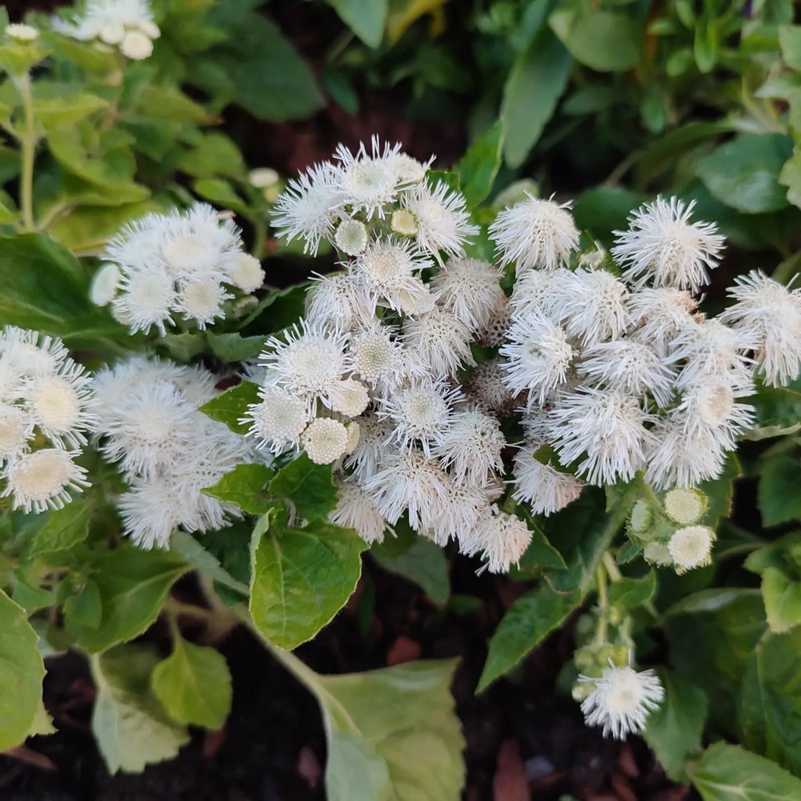 Dondo White Ageratum Lobelia