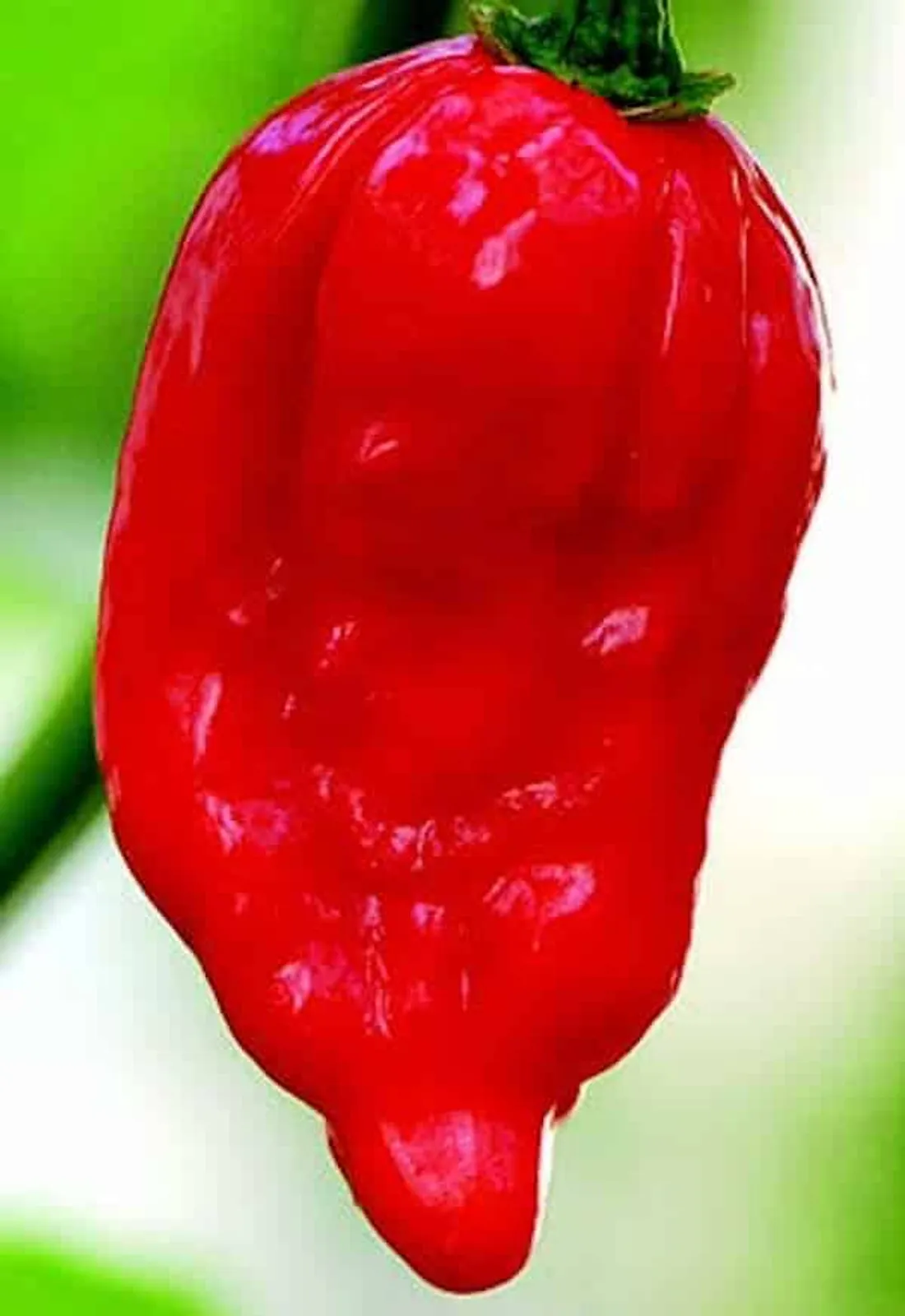 Dorset Naga Super-Hot Peppers