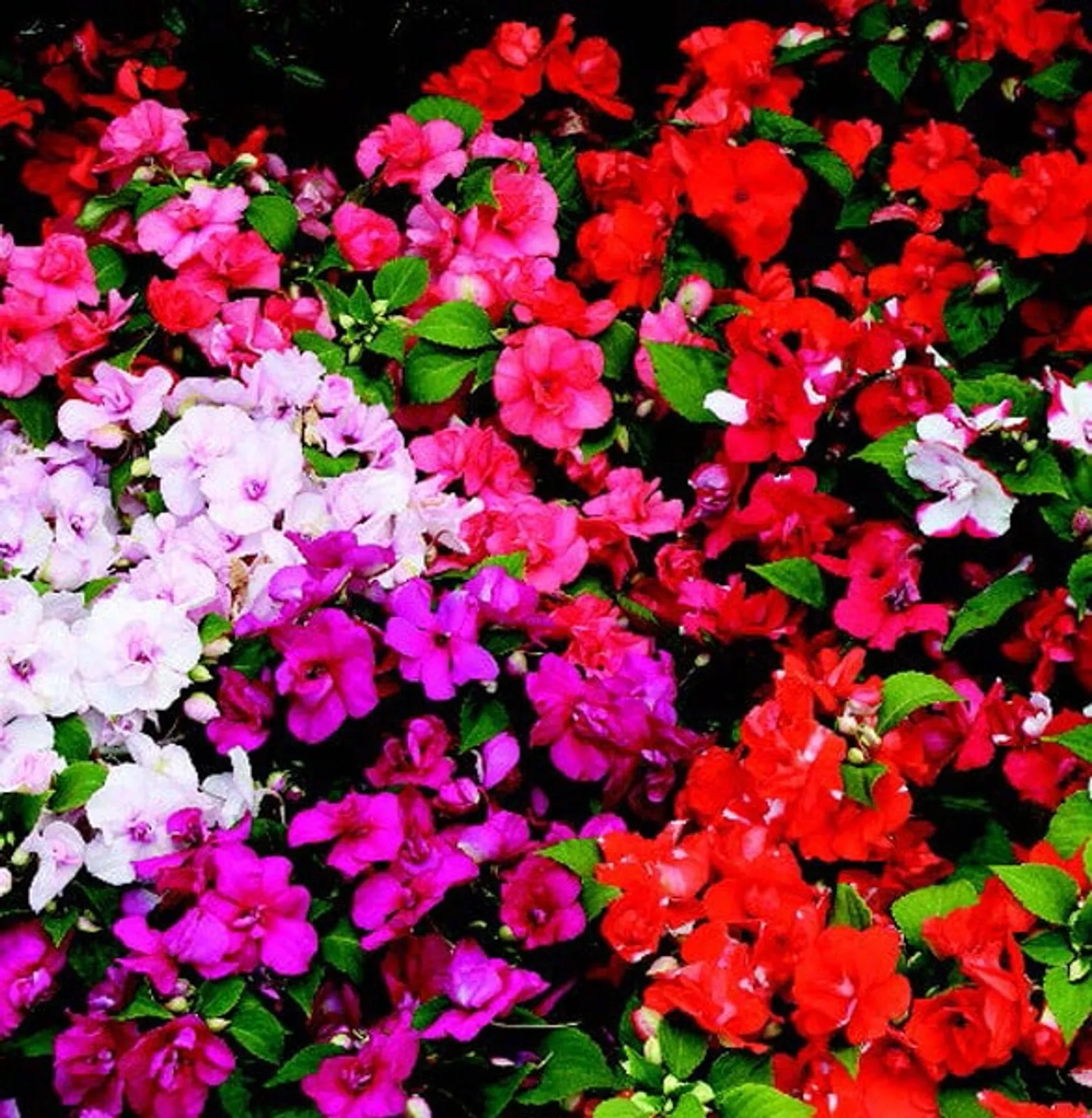 Double Athena Hybrid Mix Impatiens