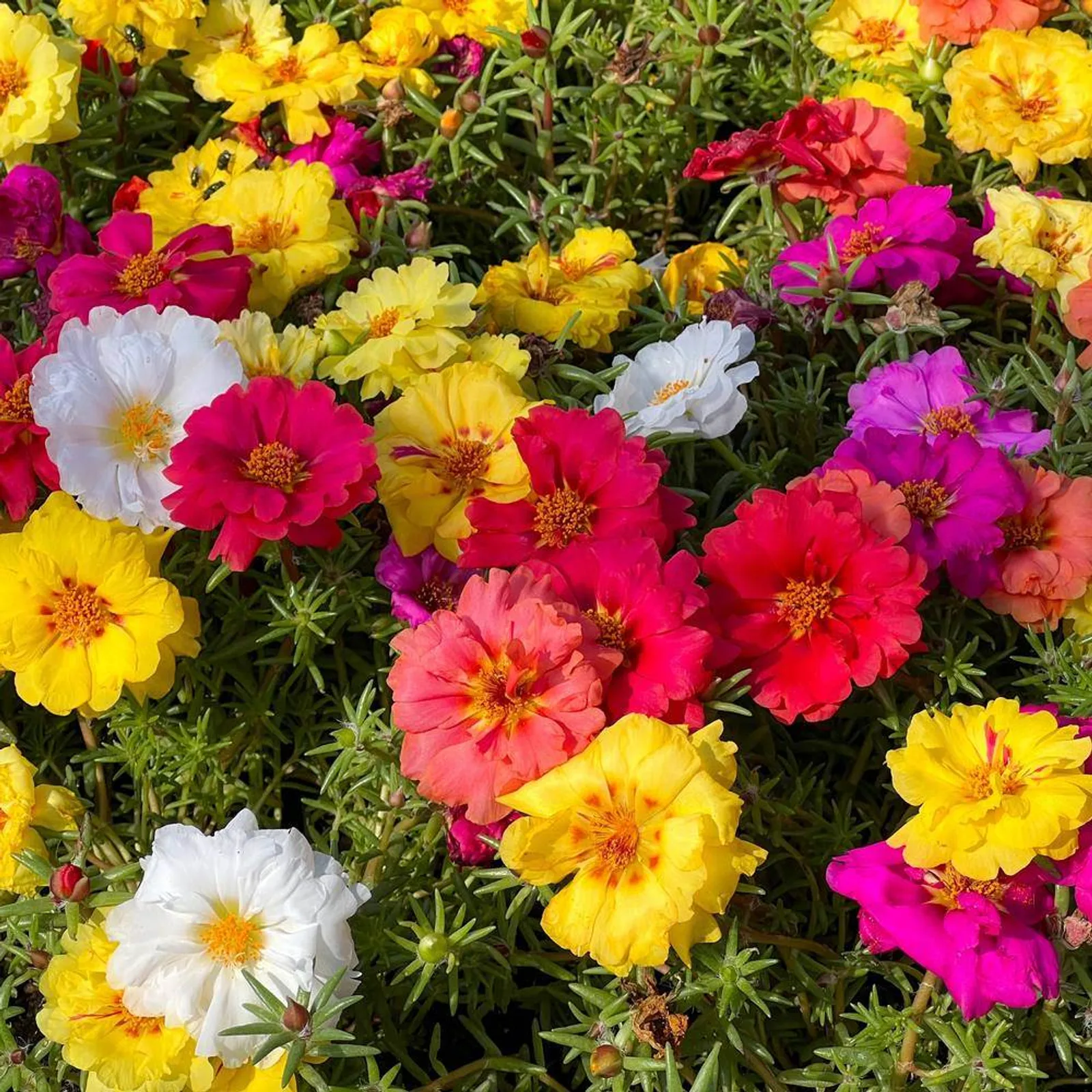 Double Blend Portulaca (Moss Rose) Purslane