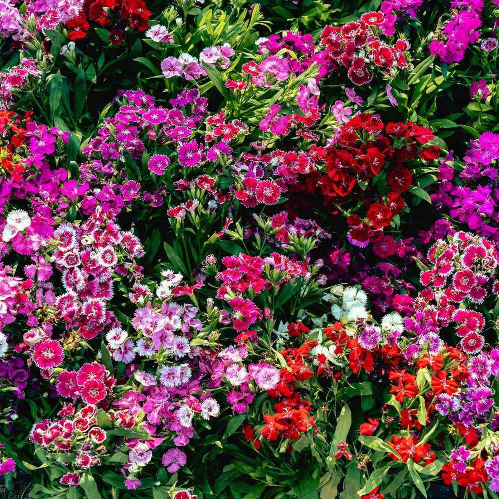Double Blend Sweet William Dianthus