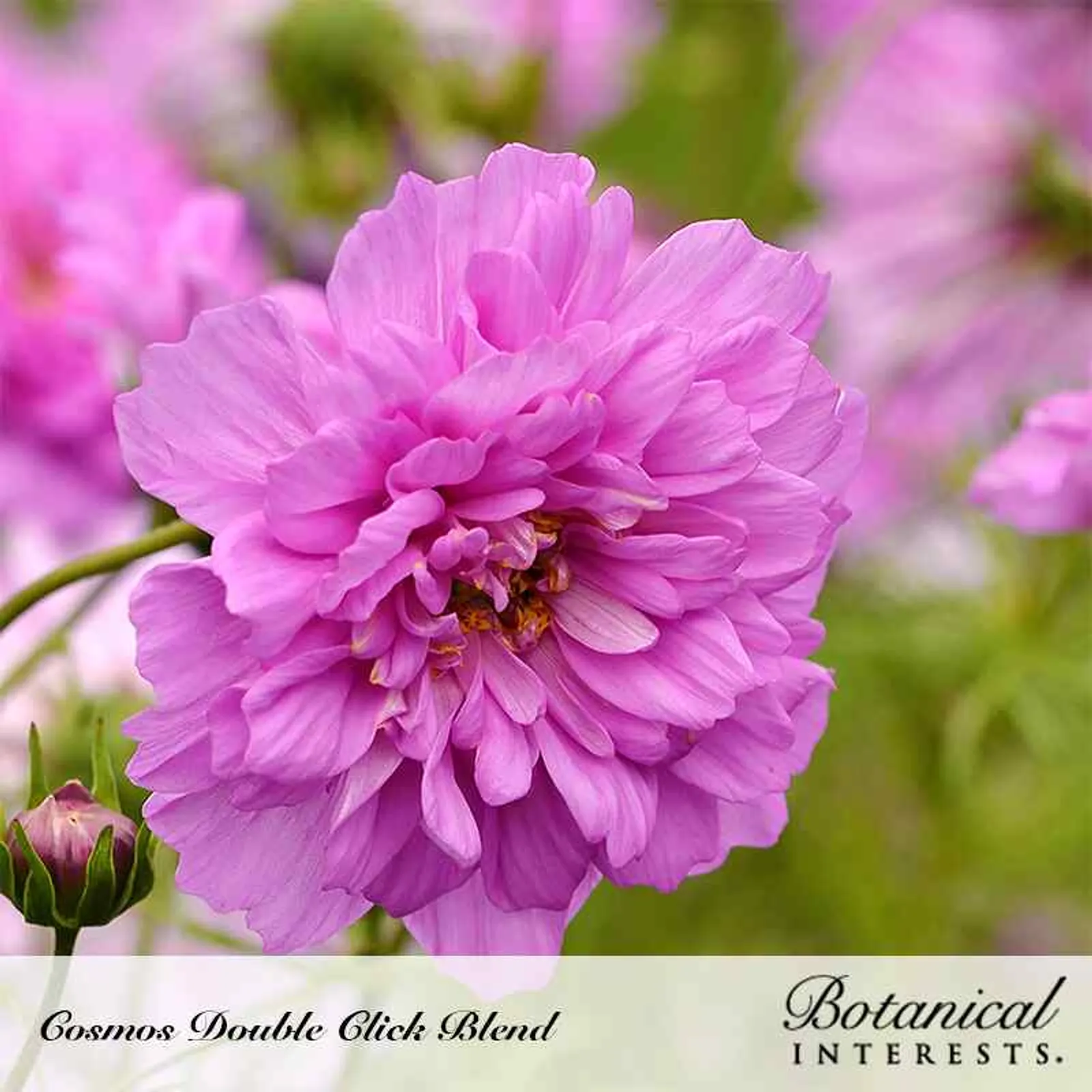 Double Click Blend Cosmos