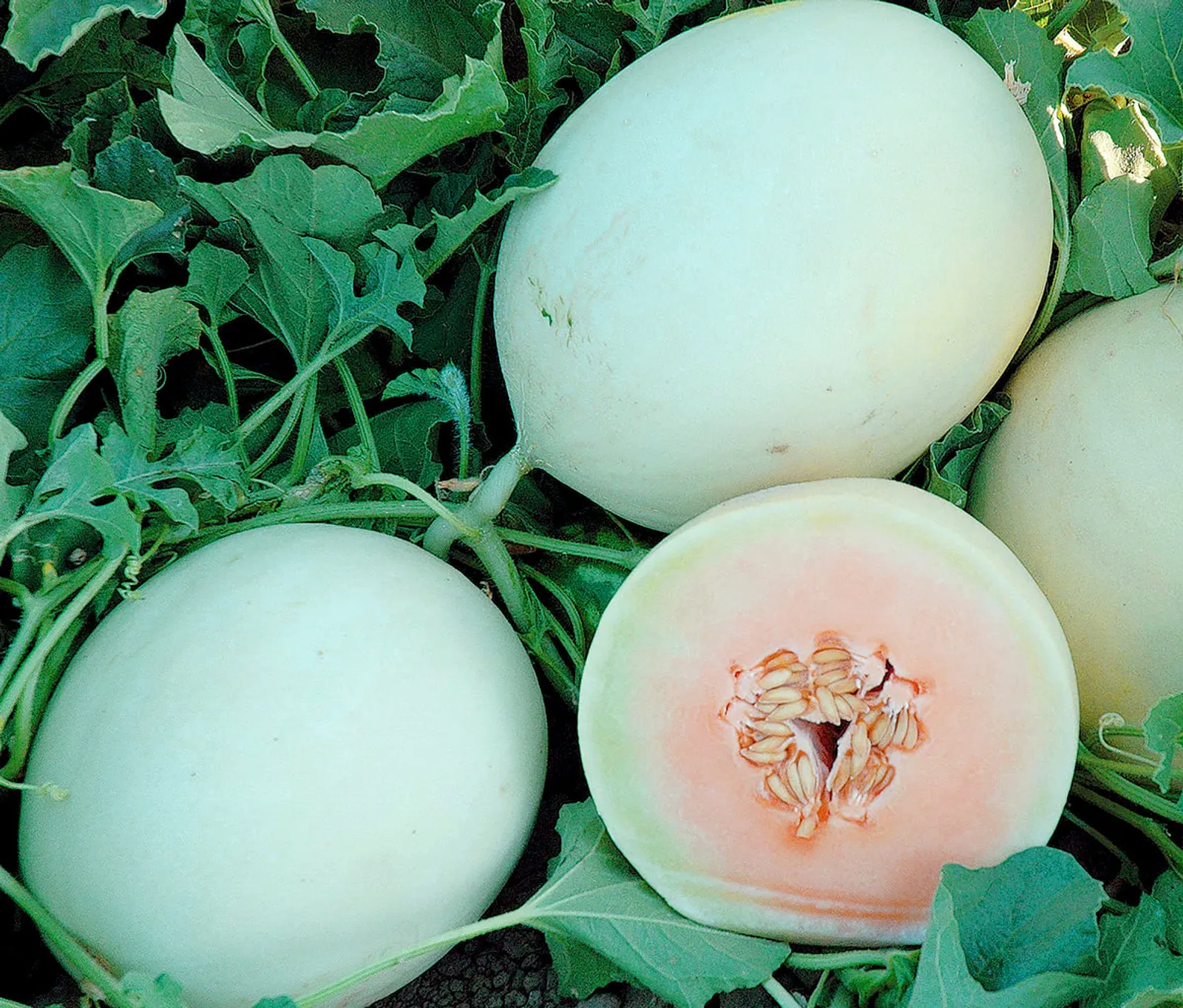 Double Dew Improved Hybrid Melon Honeydew