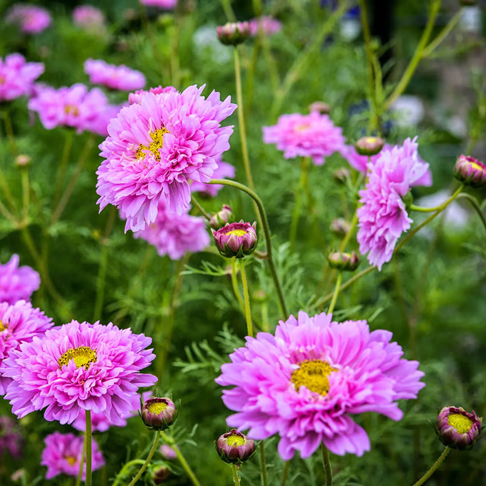Double Dutch Rose Cosmos