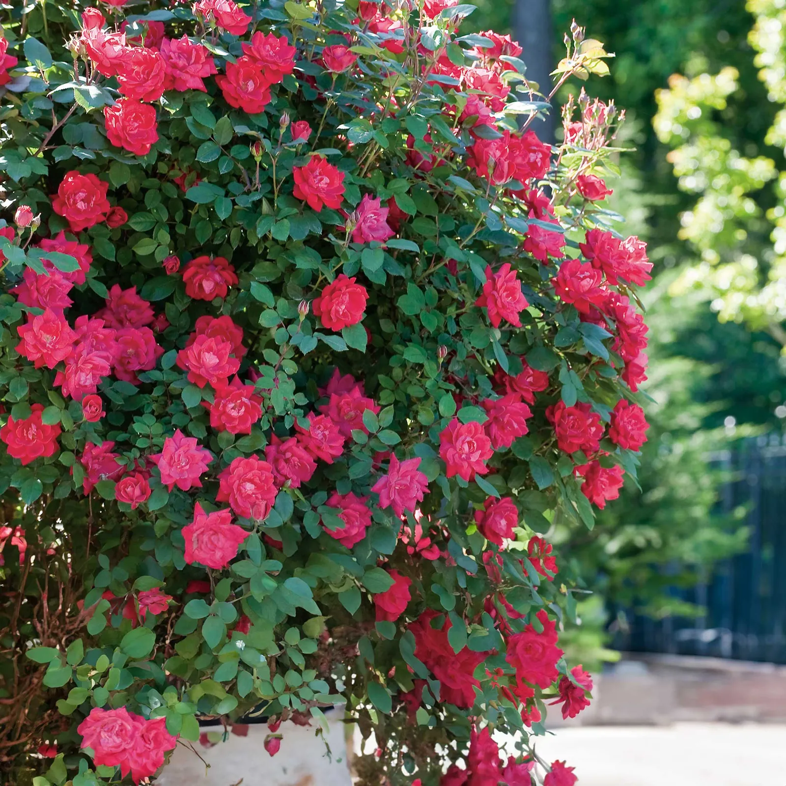 Double Knock Out Rose