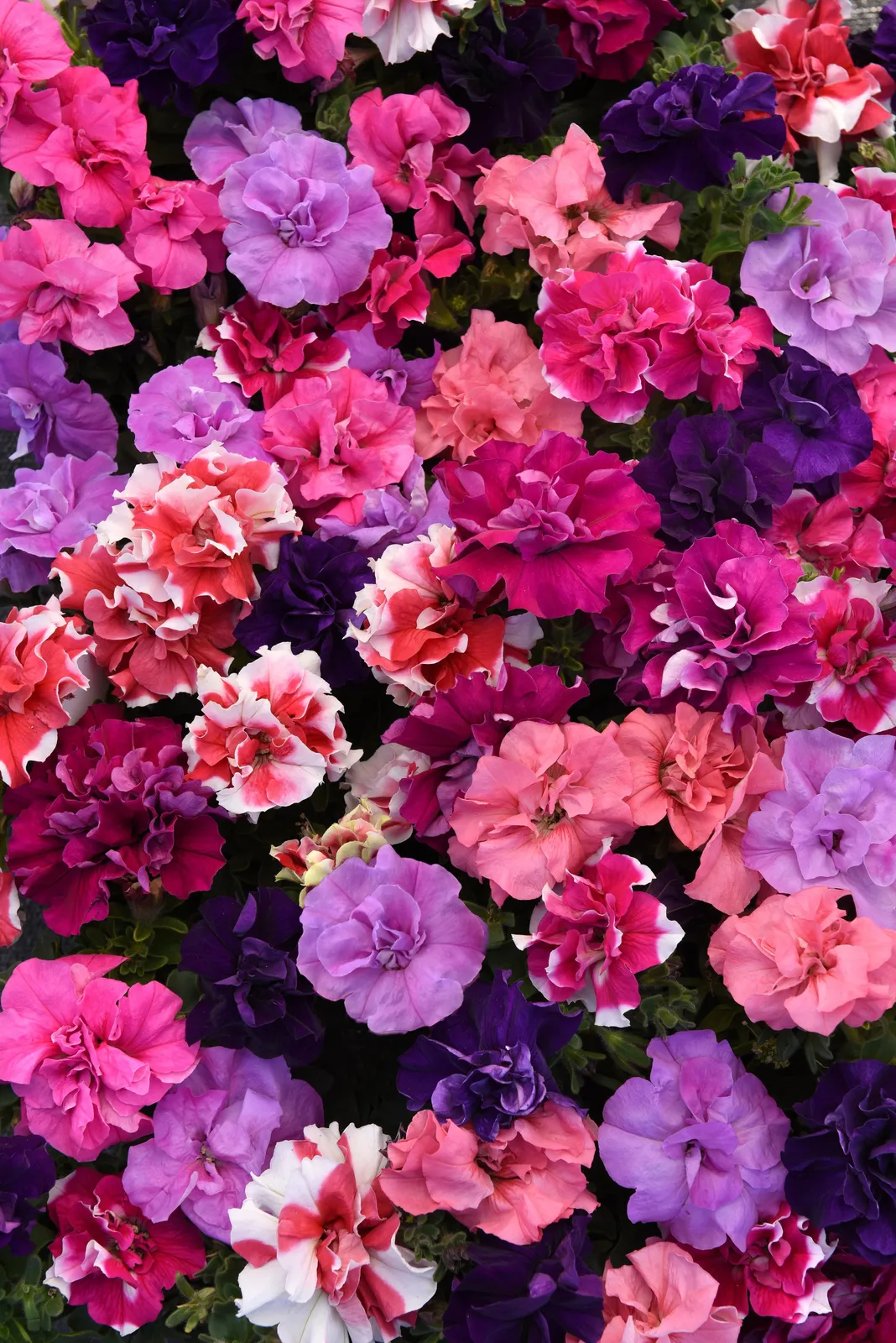 Double Madness Floribunda Hybrid Mix Petunia
