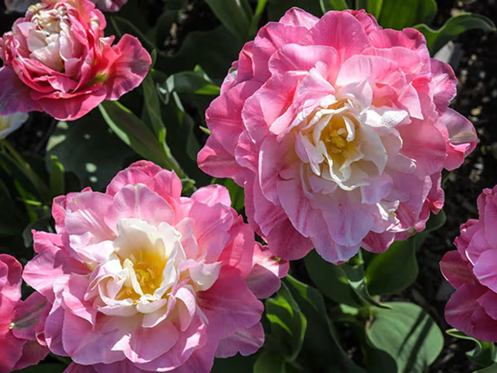 Double Sugar Tulips