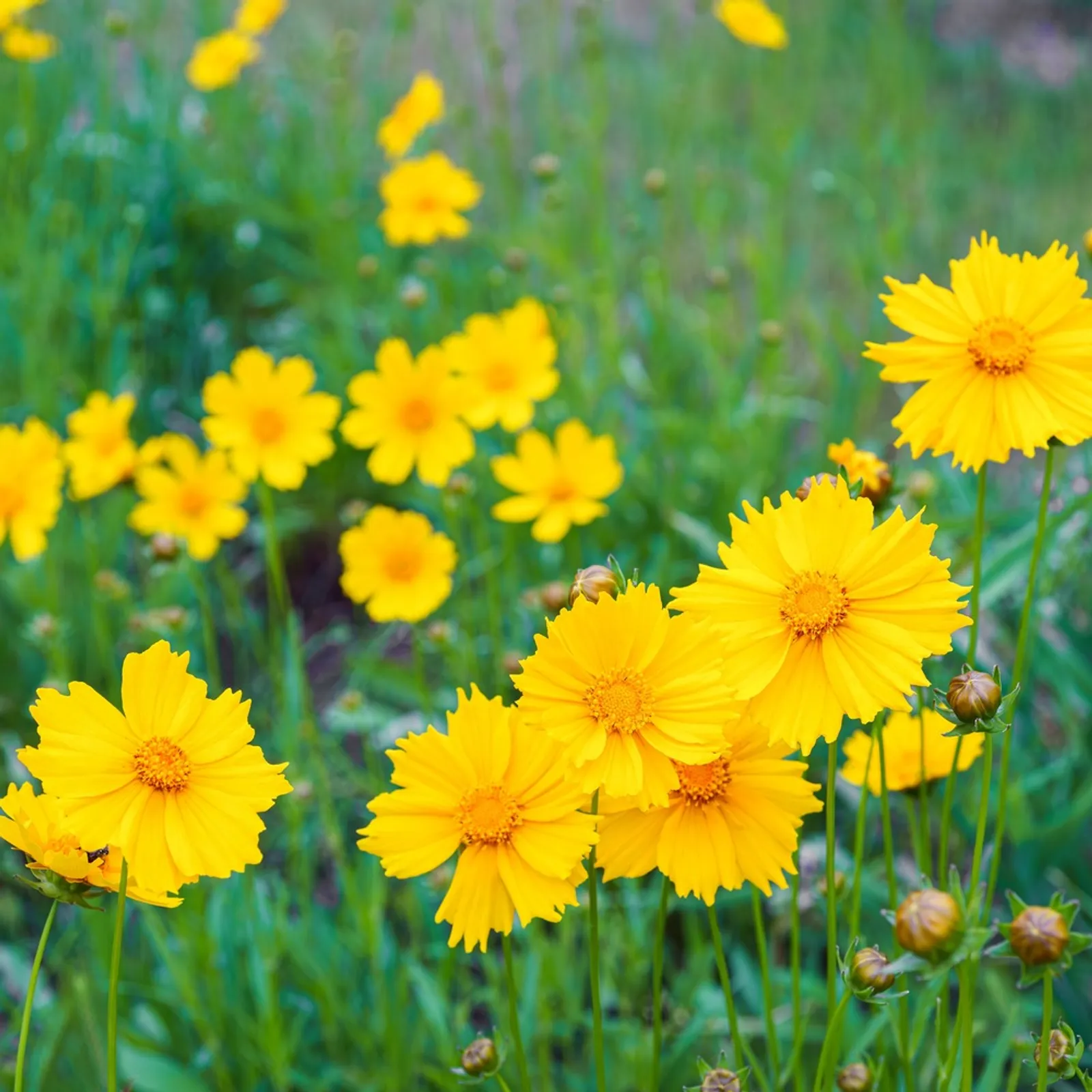 Double Sunburst Coreopsis Black-Eyed Susan