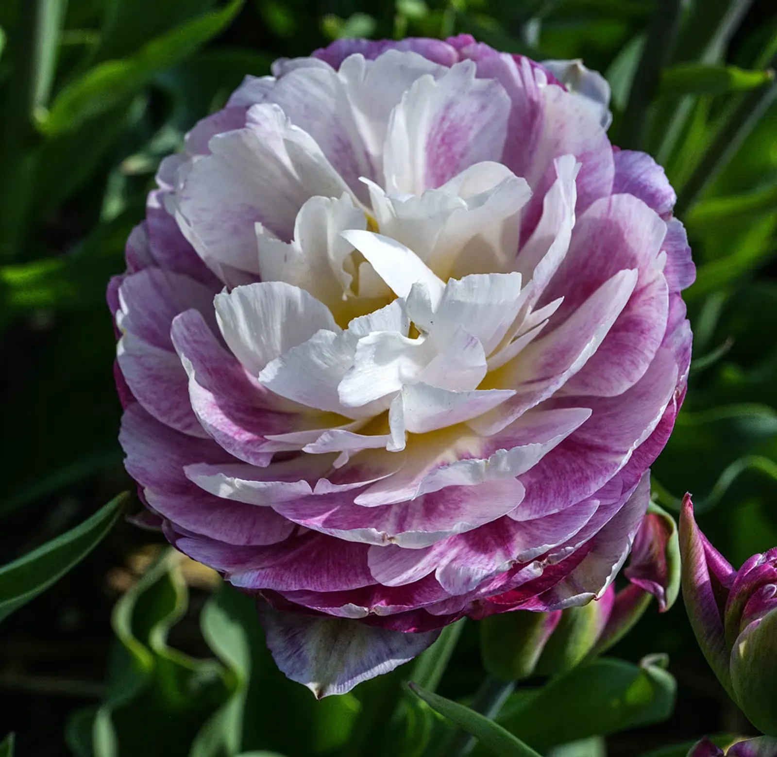 Double Surprise Tulips