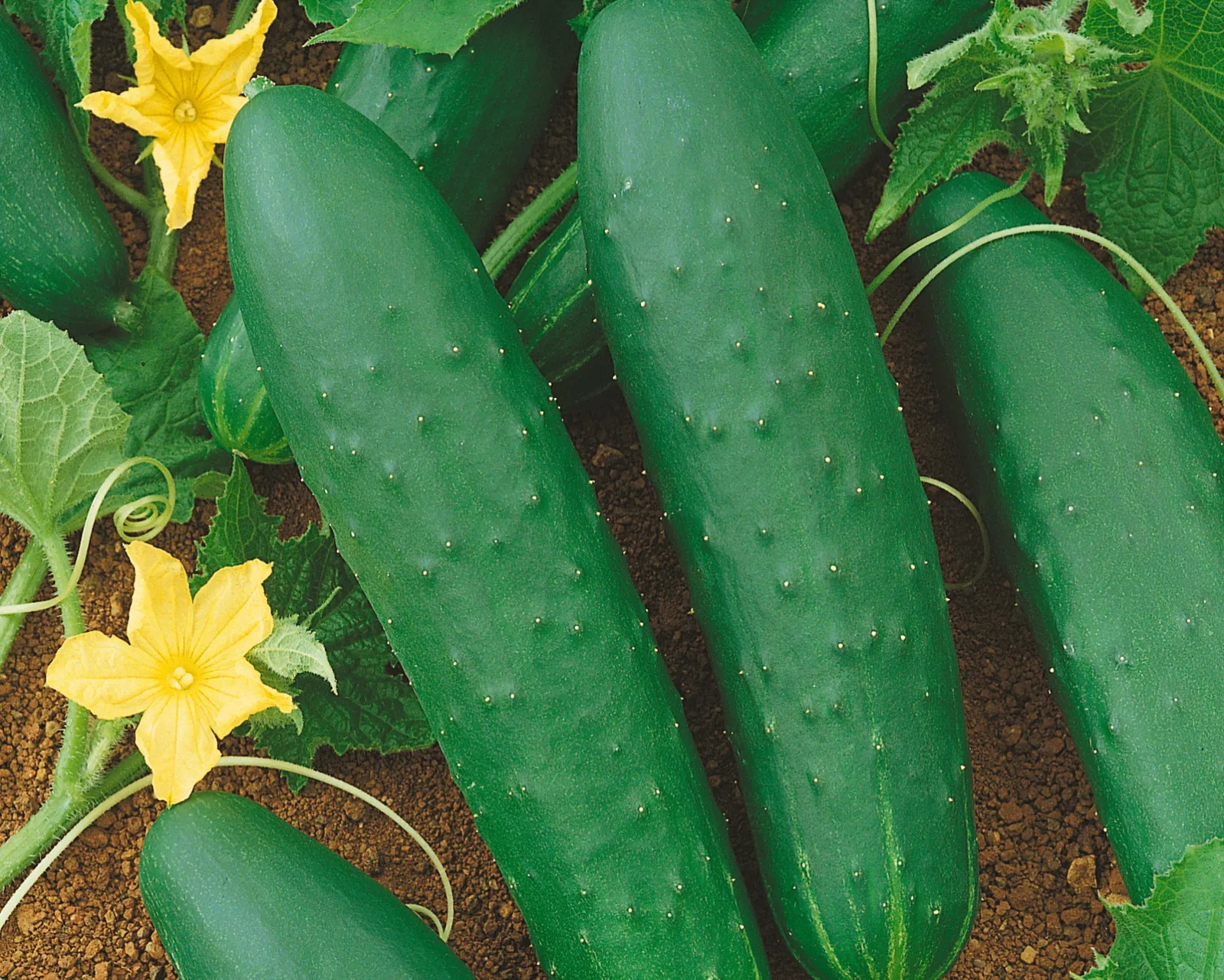 Double Yield Cucumbers