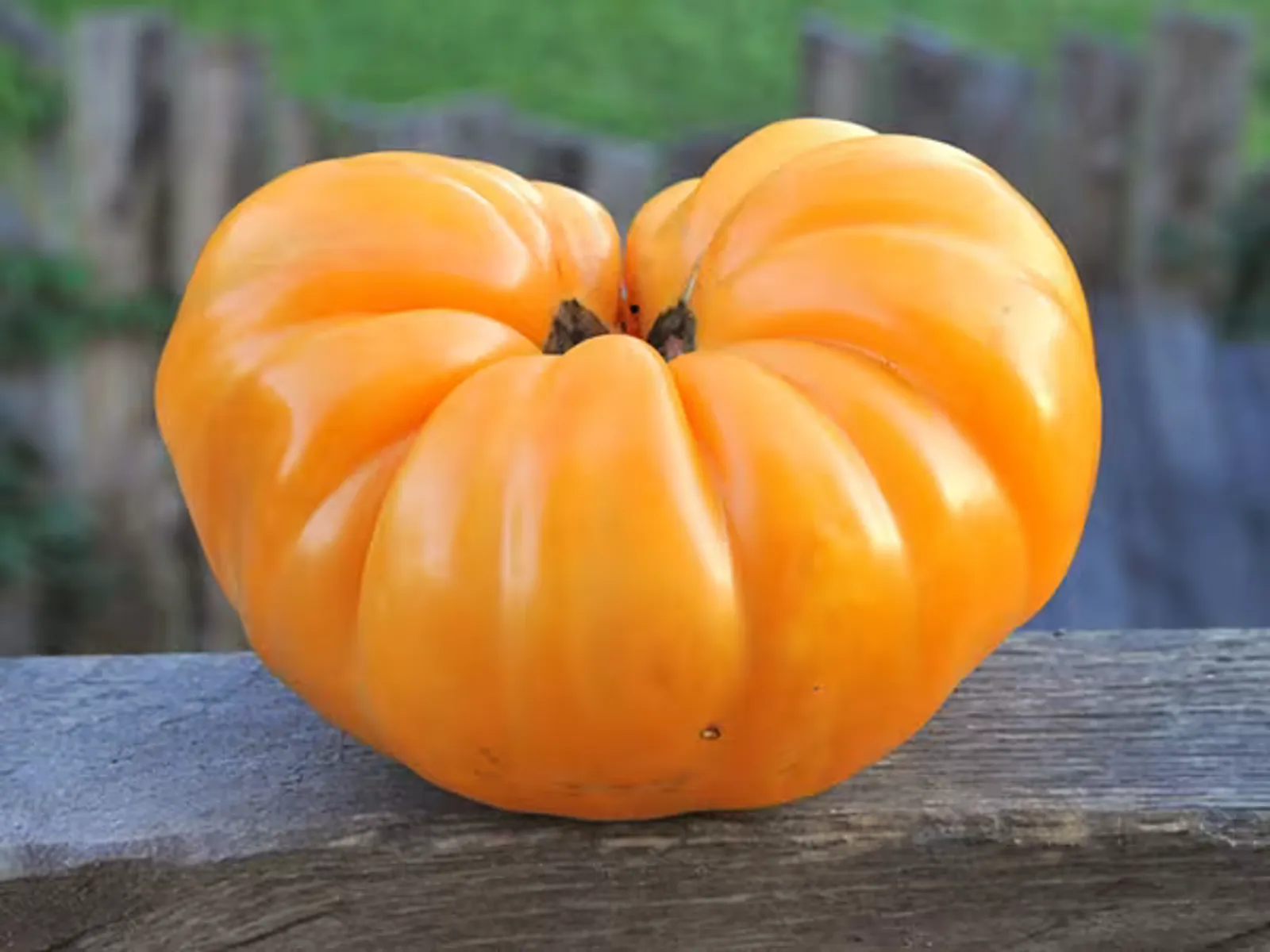 Dr. Wyche's Yellow Tomatoes