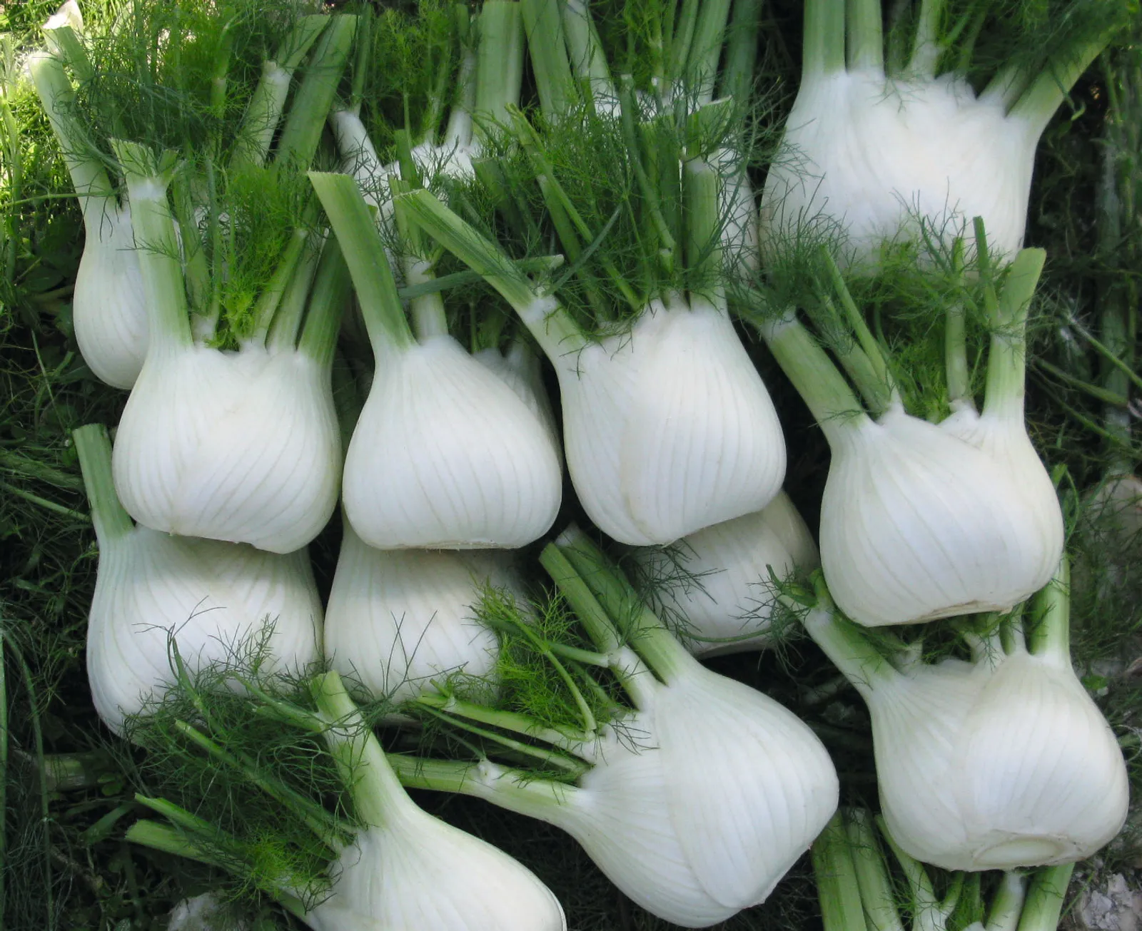 Dragon Fennel