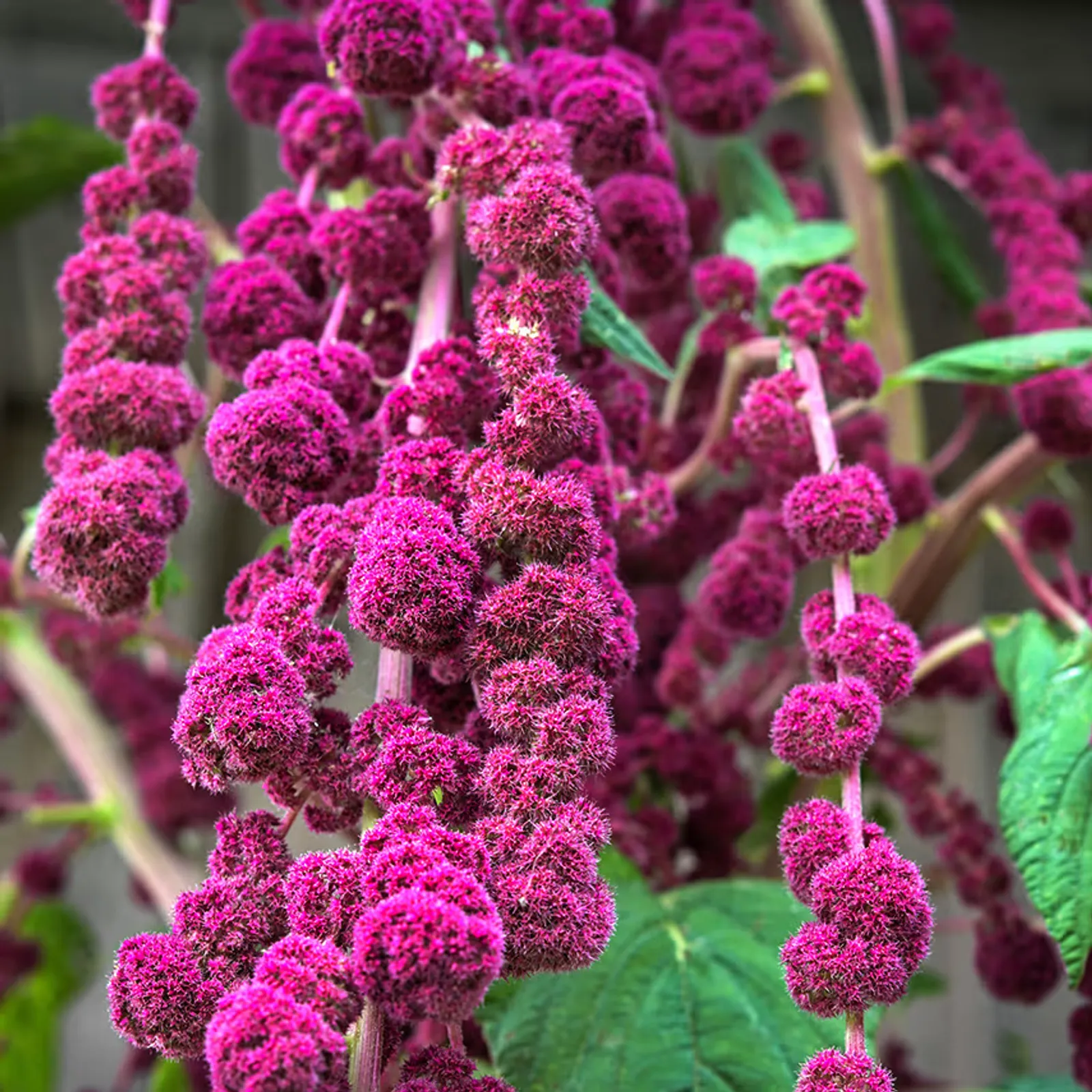 Dreadlocks Amaranth