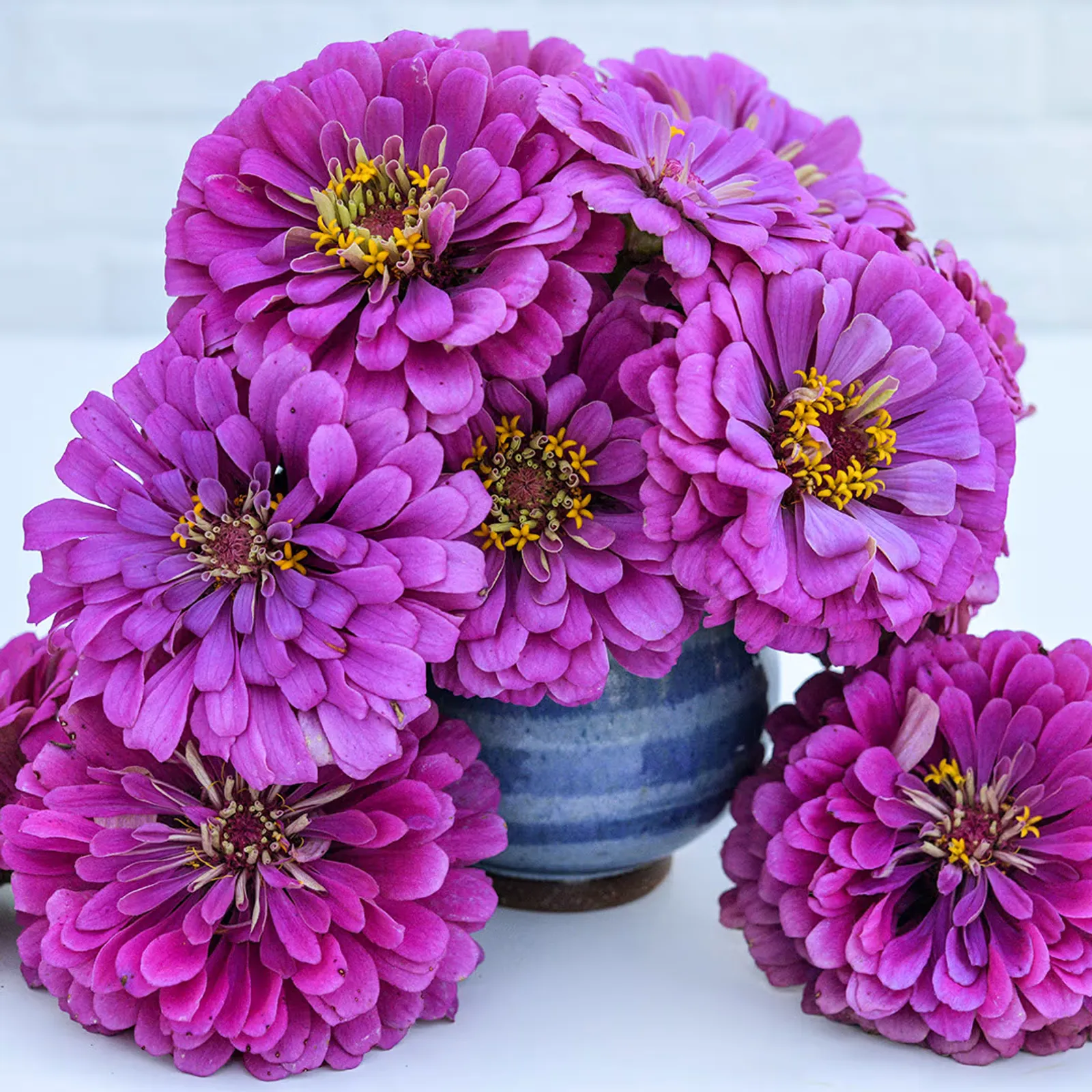 Dream Deep Rosy Lavender Zinnia