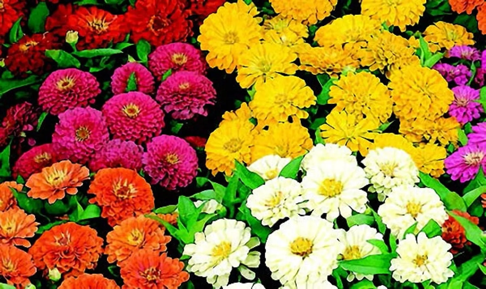 Dreamland Hybrid Mix Zinnia