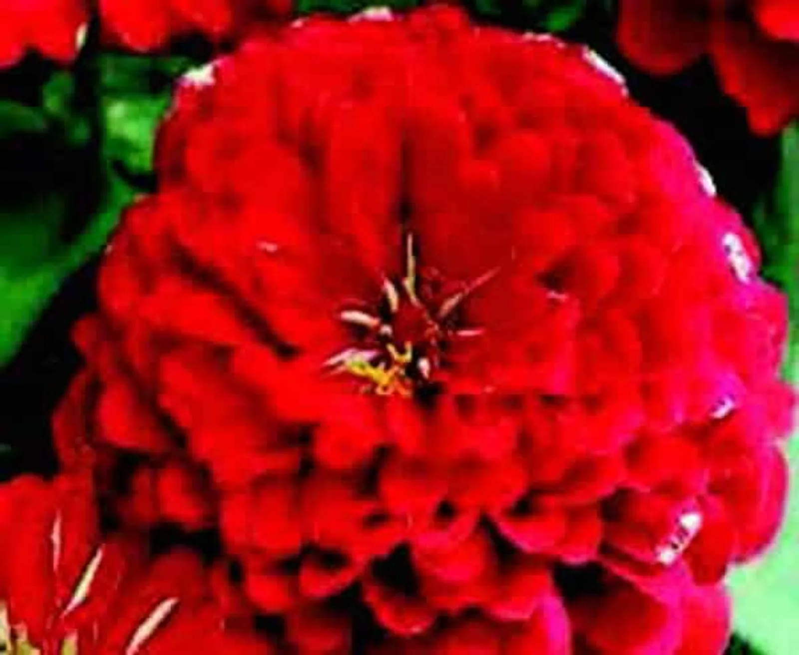 Dreamland Hybrid Red Zinnia