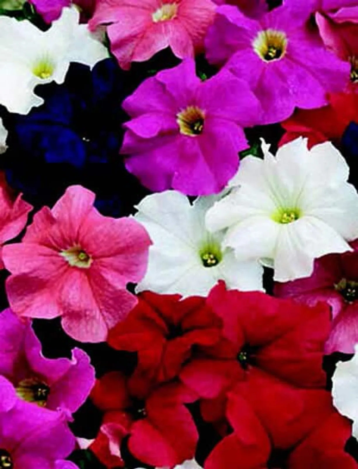 Dreams Hybrid Mix Petunia